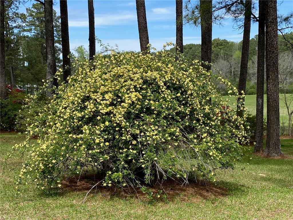 209 Spring Creek Road Jena, LA 71342 - Photo 25 of 28