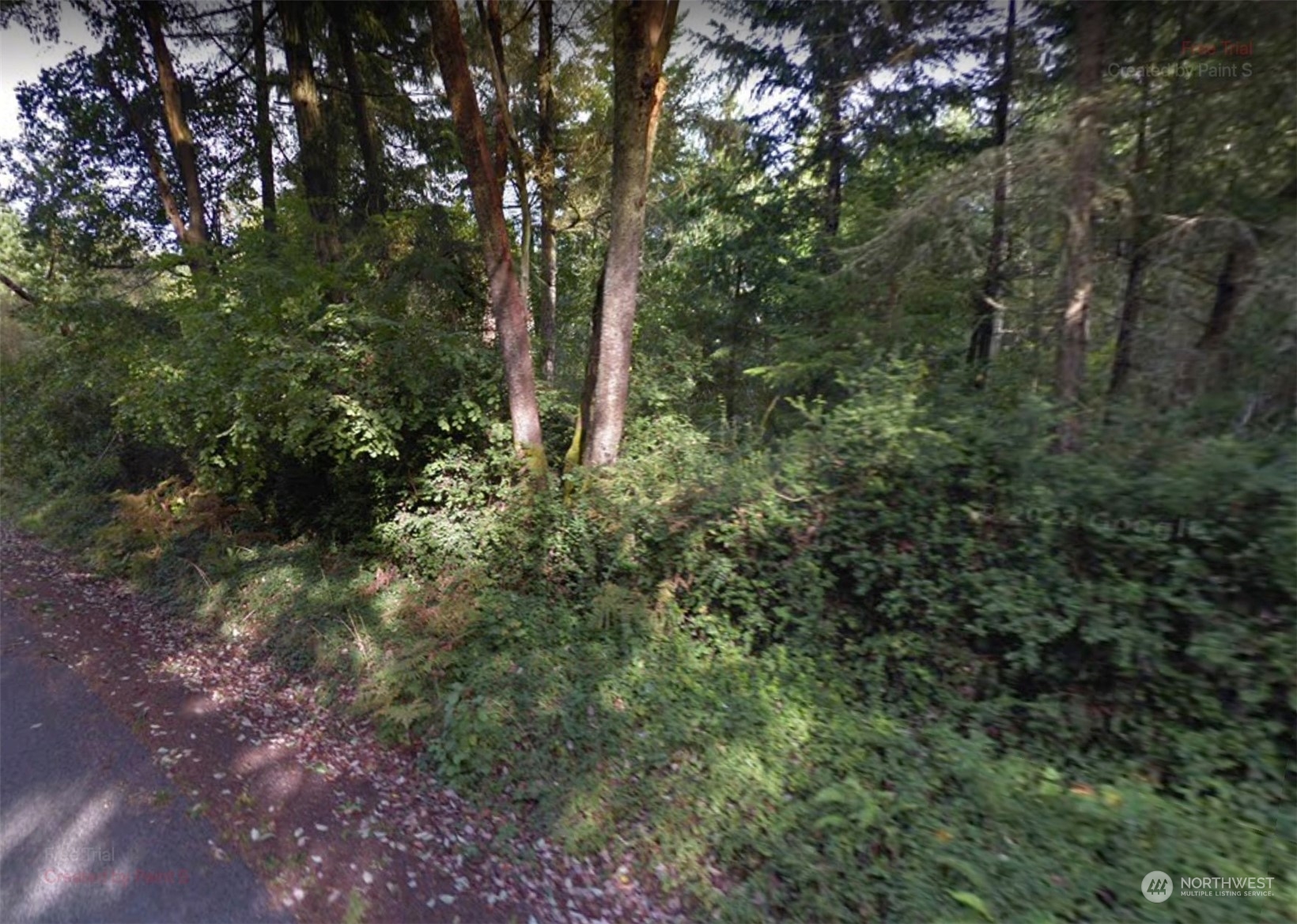 a view of a forest with lots of trees