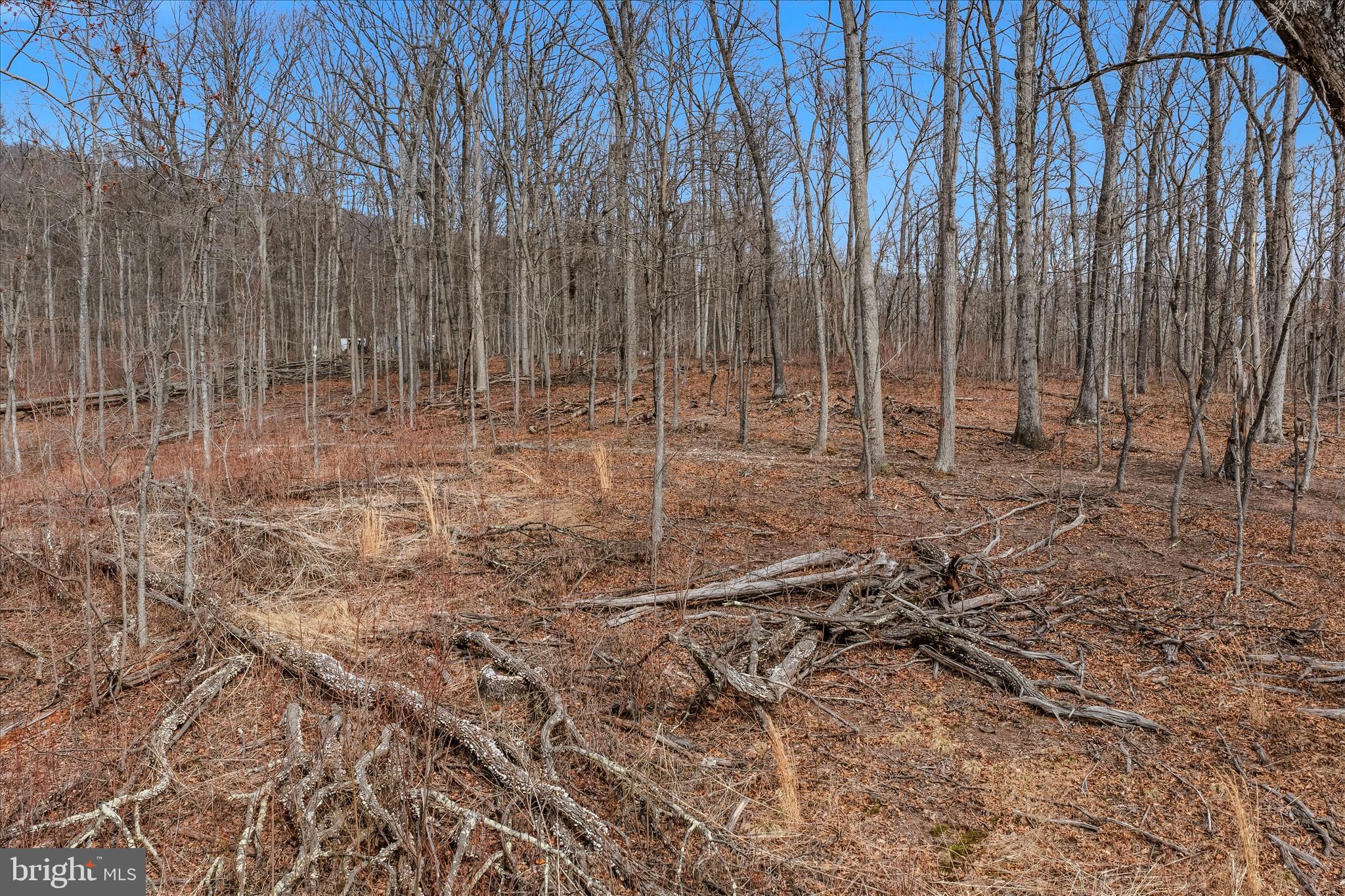 6 Pauls Woods Road Delray, WV 26714 - Photo 3 of 28 Clear some trees for beautiful views