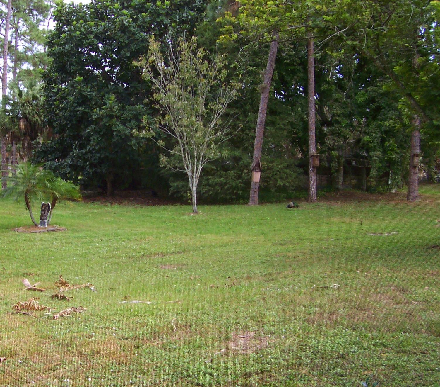 1059 E Road Loxahatchee, FL 33470 - Photo 54 of 82 LOVELY PRIVATE BACK YARD