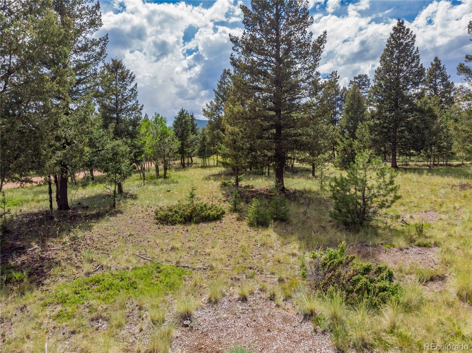 1474 Tapadero Road Bailey, CO 80421 - Photo 14 of 15 a view of a yard with trees