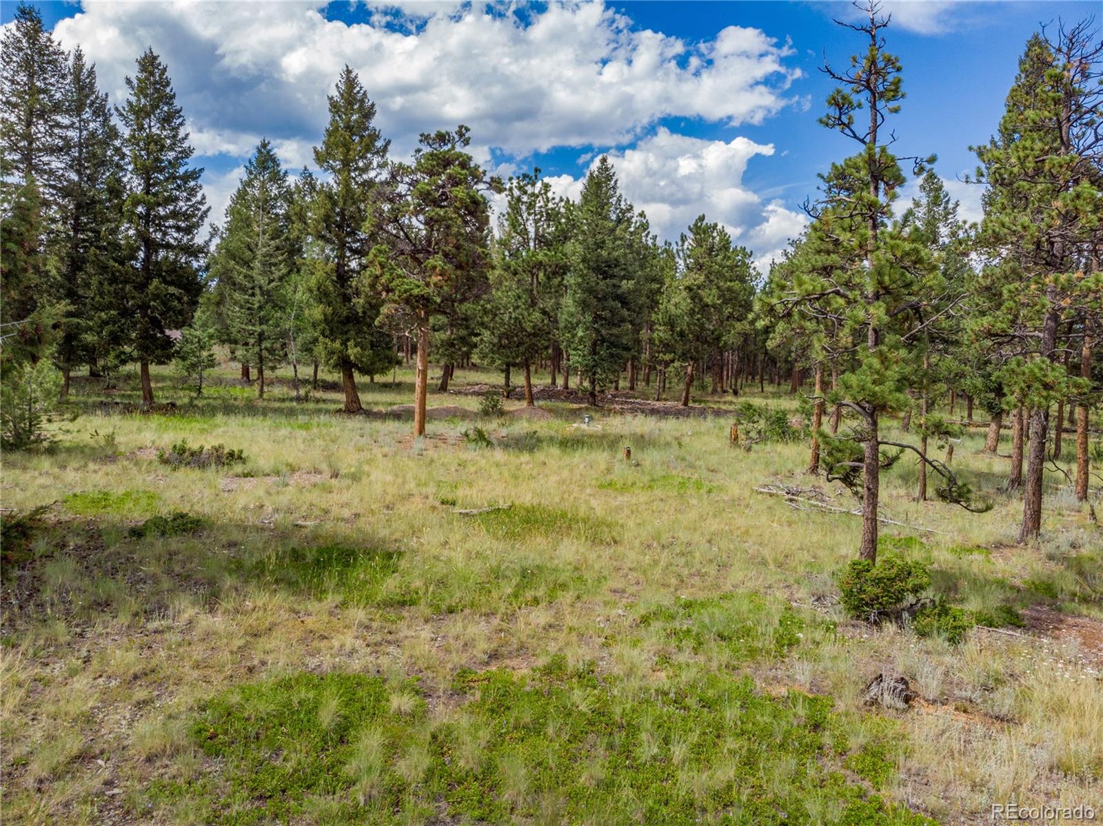 1474 Tapadero Road Bailey, CO 80421 - Photo 2 of 15 a view of a yard with a tree