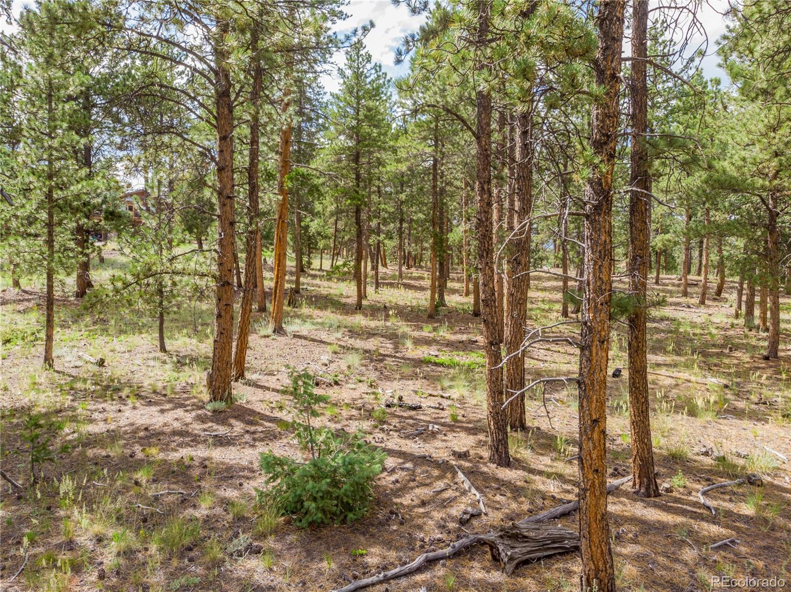 1474 Tapadero Road Bailey, CO 80421 - Photo 3 of 15 a view of a yard with trees