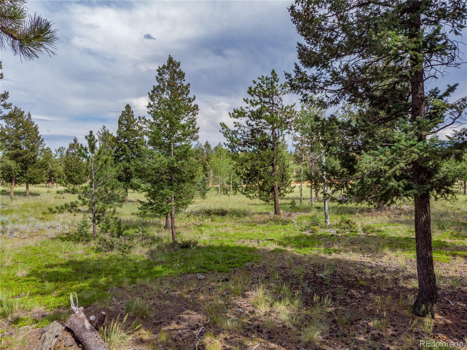 1474 Tapadero Road Bailey, CO 80421 - Photo 5 of 15 a view of a green field with lots of bushes