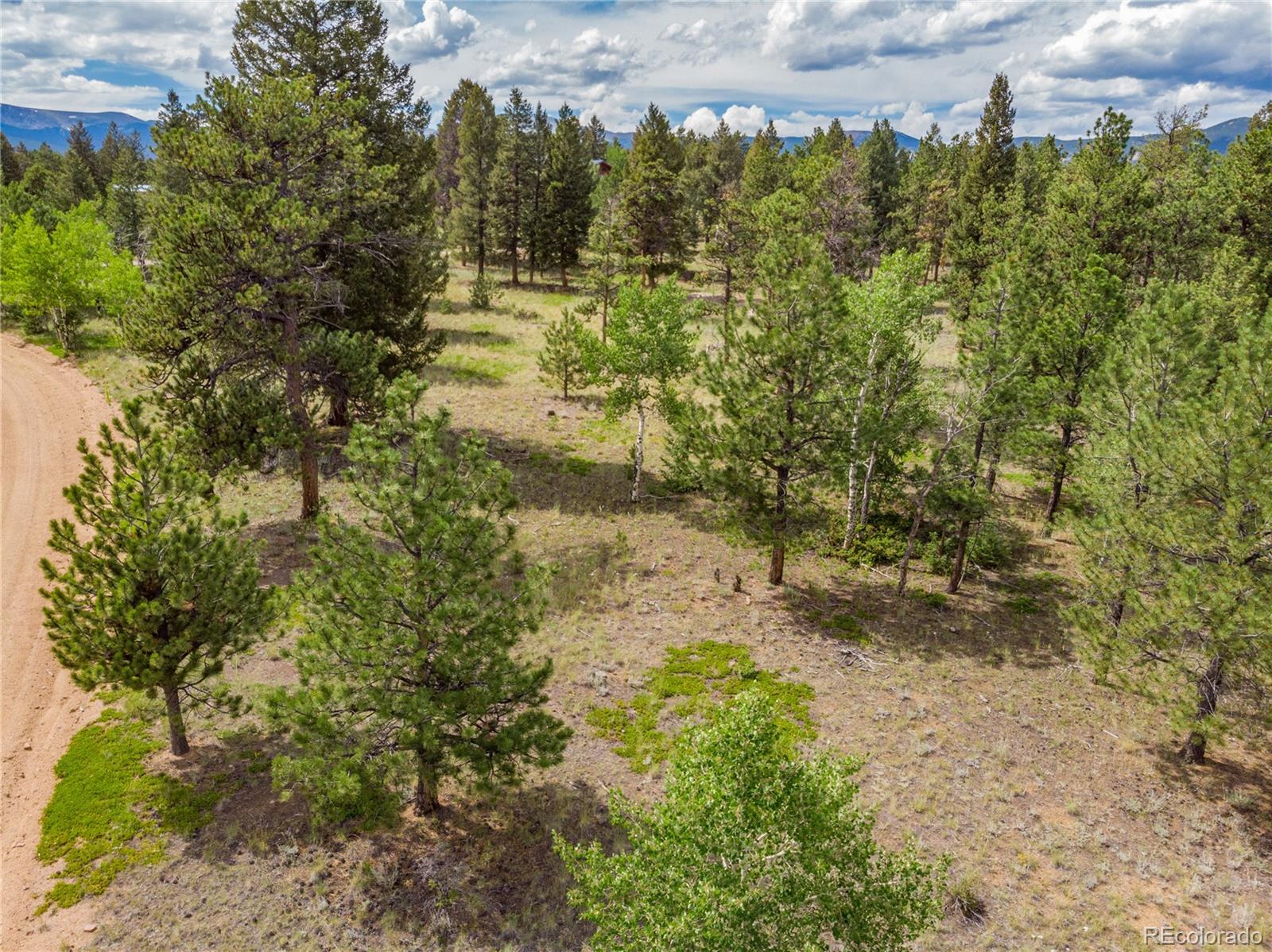 1474 Tapadero Road Bailey, CO 80421 - Photo 6 of 15 a view of a yard with plants and large trees