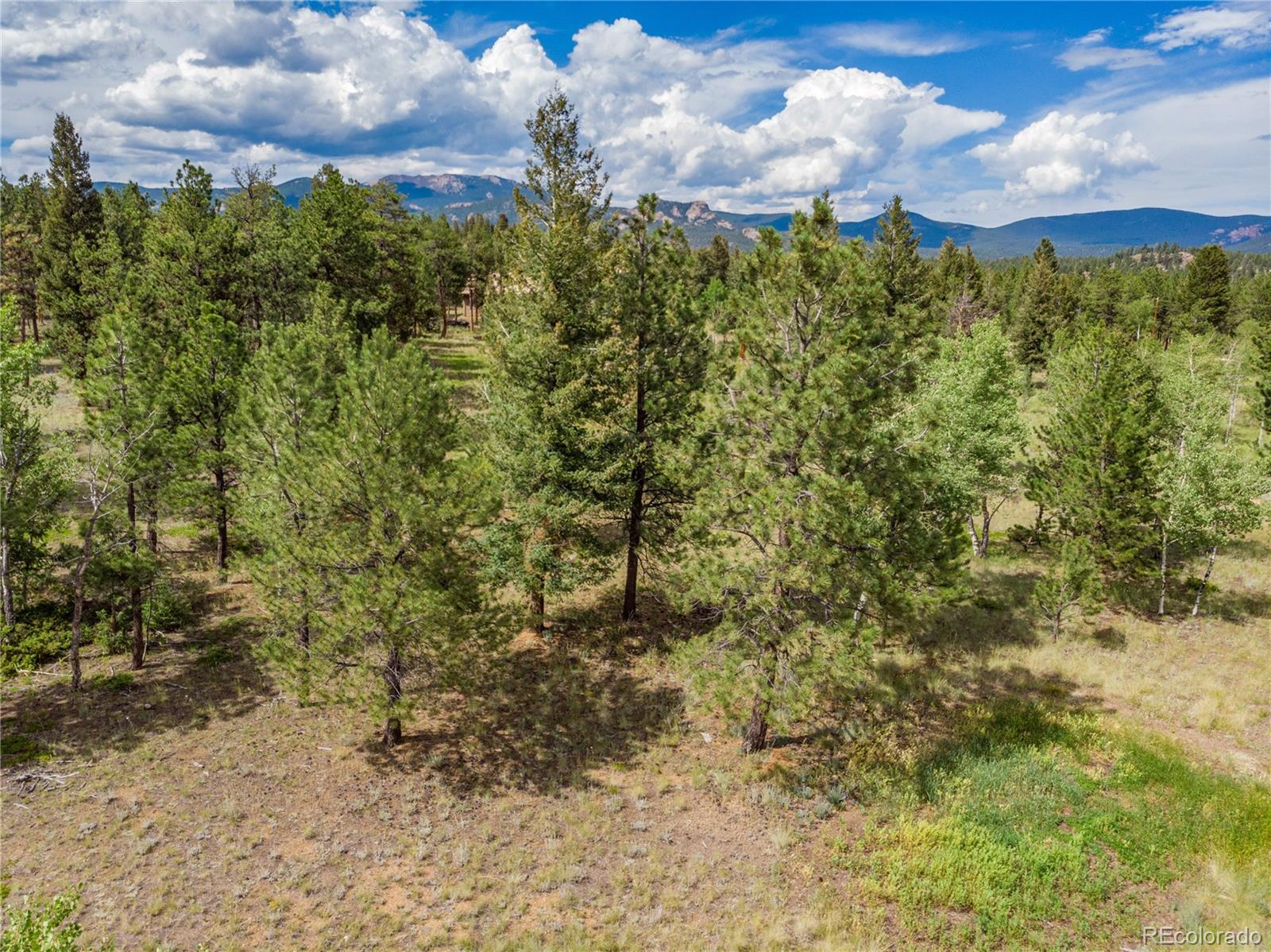 1474 Tapadero Road Bailey, CO 80421 - Photo 7 of 15 a view of a bunch of trees in a yard