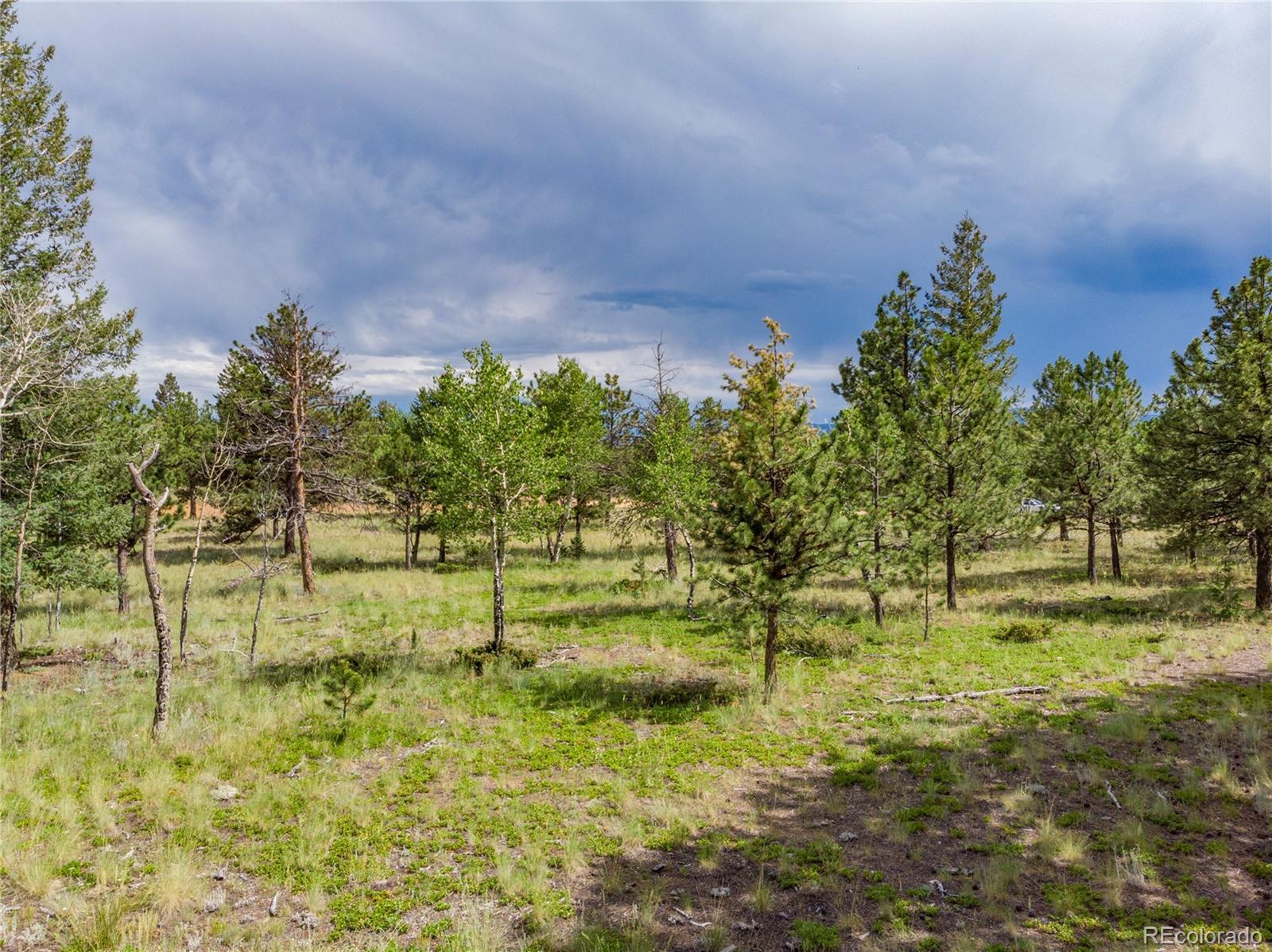 1474 Tapadero Road Bailey, CO 80421 - Photo 8 of 15 a view of yard with green space