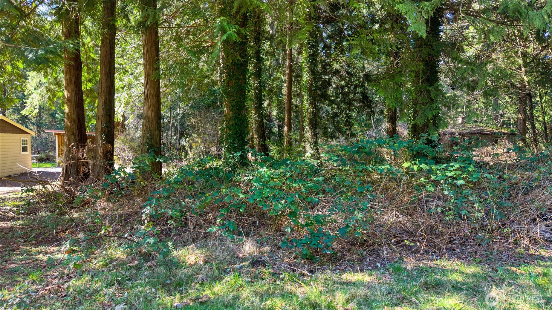 16 Burns Way Point Roberts, WA 98281 - Photo 2 of 8 a view of forest