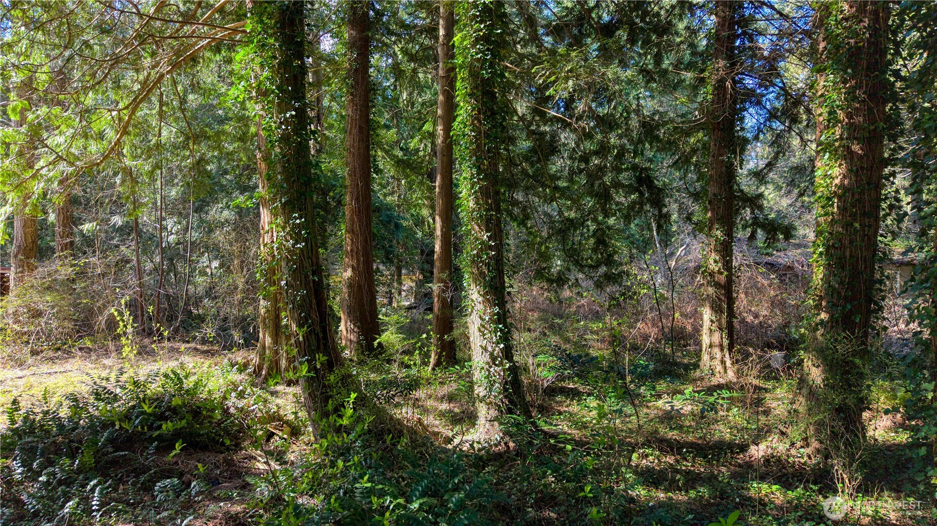 16 Burns Way Point Roberts, WA 98281 - Photo 4 of 8 a view of forest