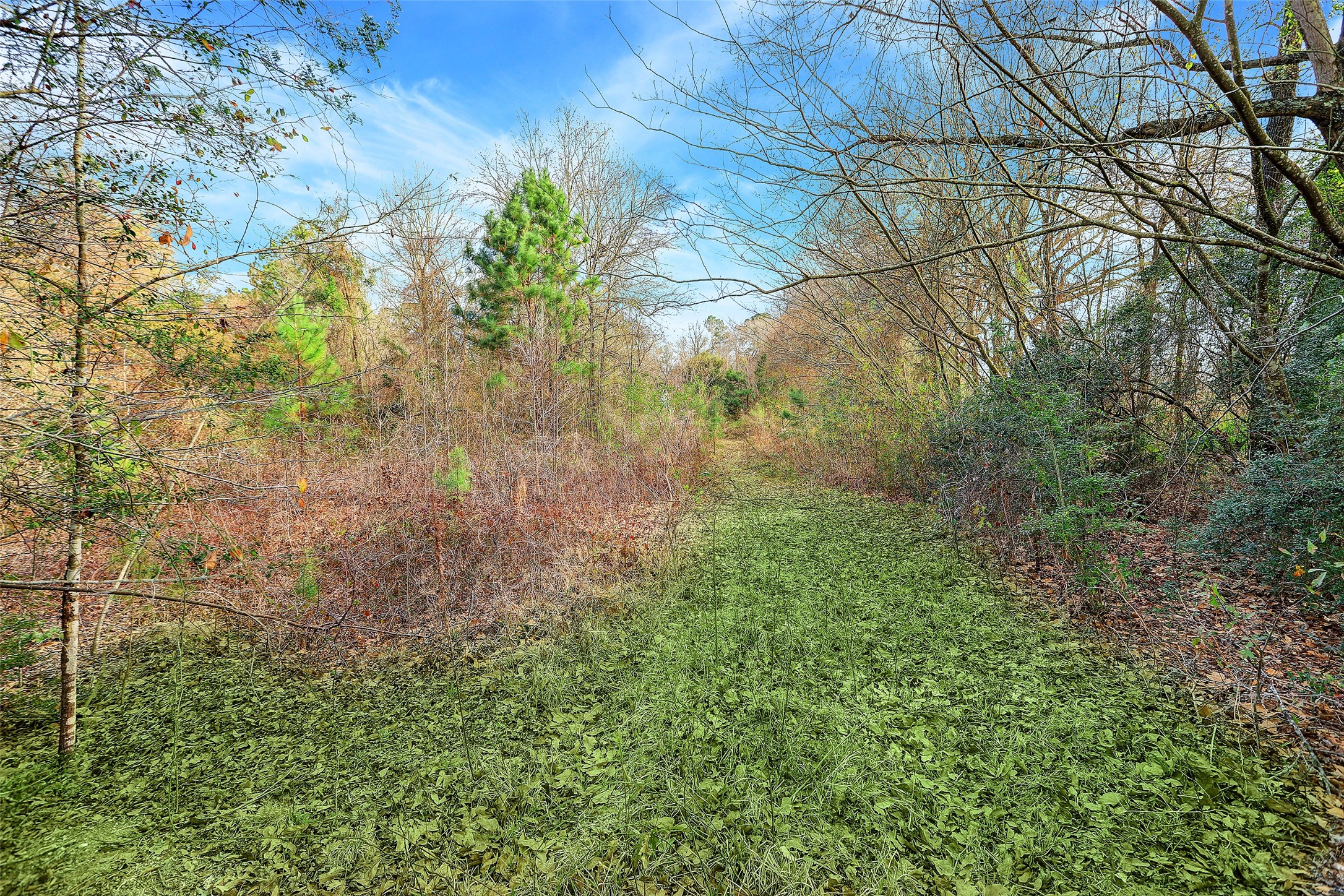 22648 Ford Road Porter, TX 77365 - Photo 6 of 8 View of Pasture road on Linda Lane