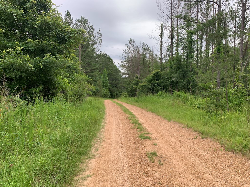 . Perry Town Road Crosby, MS 39633 - Photo 3 of 38 Photo 3
