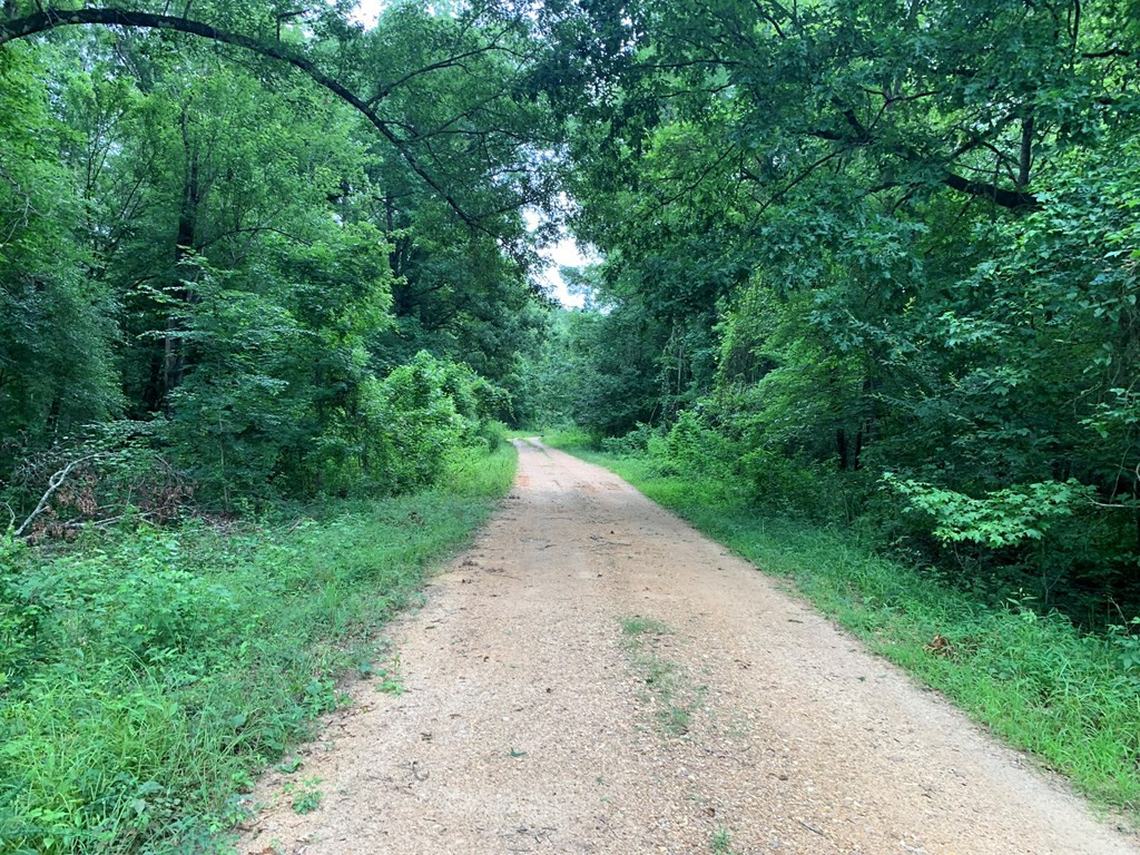 . Perry Town Road Crosby, MS 39633 - Photo 4 of 38 Photo 4