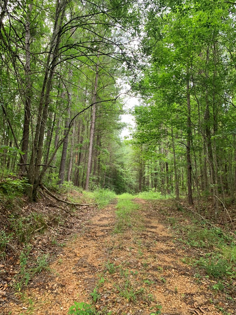. Perry Town Road Crosby, MS 39633 - Photo 8 of 38 Photo 8