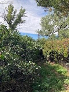 20490 Lemesany Road Calhan, CO 80808 - Photo 22 of 31 a view of a garden with plants and large trees