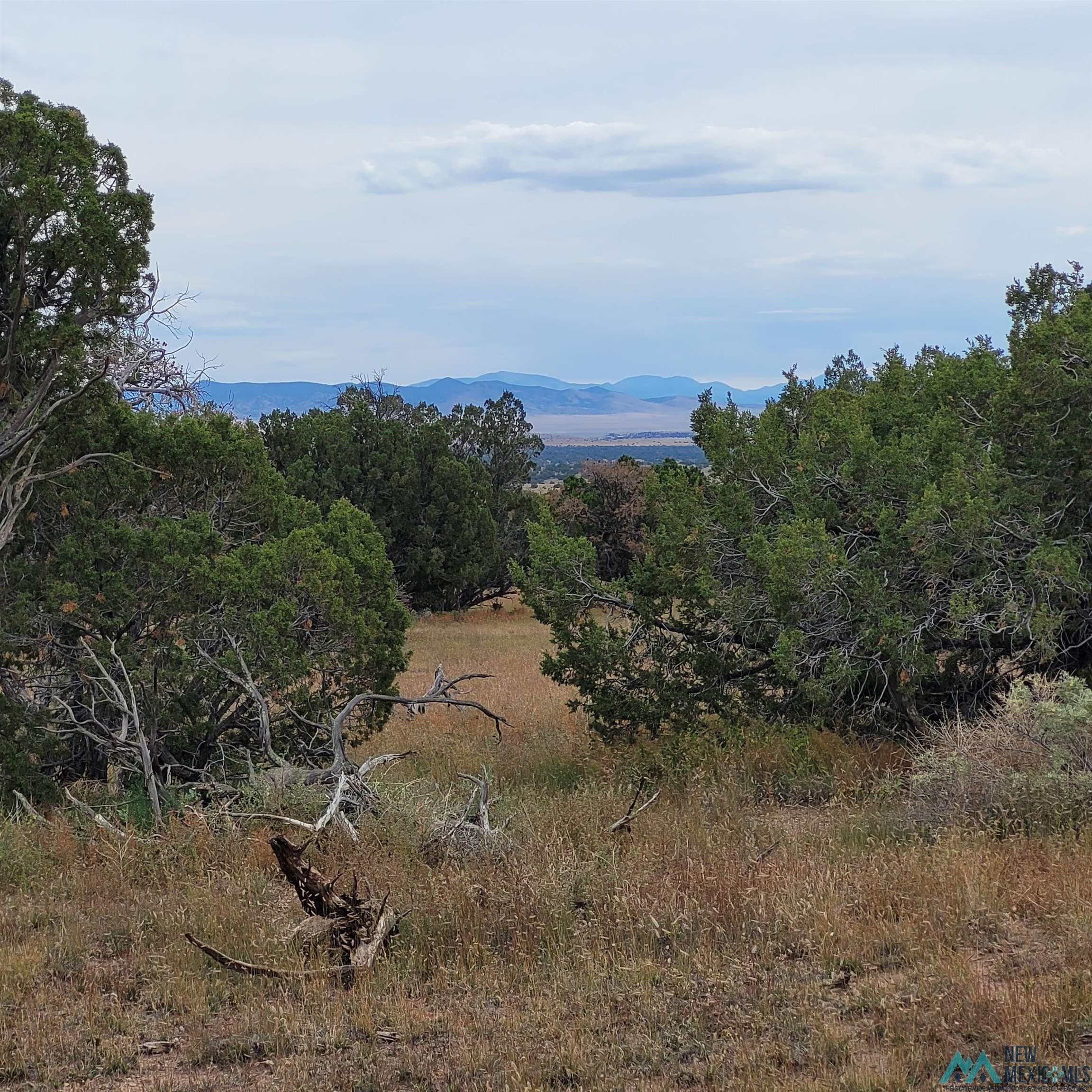 15 Elk Court Datil, NM 87821 - Photo 14 of 17 Mountain view with a forest