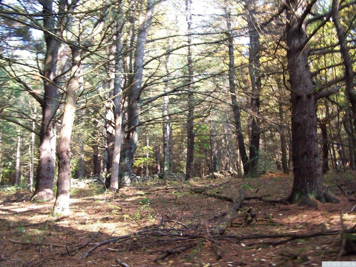 484 Saybrook Valley Road Durham, NY 12120 - Photo 5 of 10 a view of a yard with trees