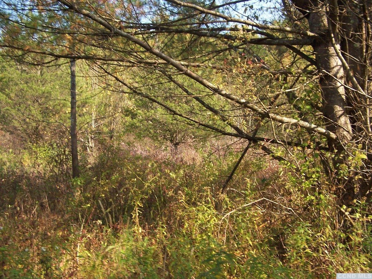 484 Saybrook Valley Road Durham, NY 12120 - Photo 8 of 10 a view of a tree