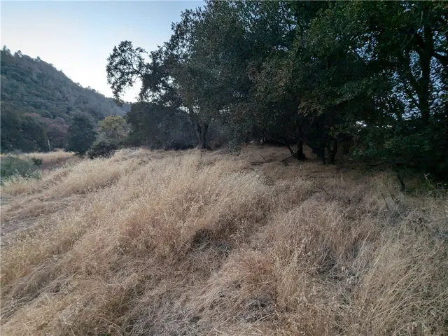 a view of a forest with trees
