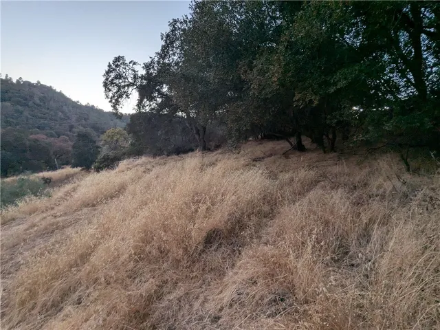 a view of a forest with trees in the background