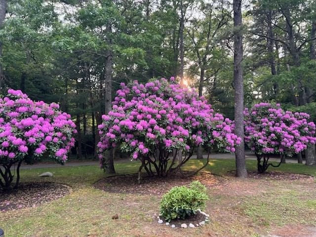 19 Roosevelt Road Plymouth, MA 02360 - Photo 35 of 35 a view of garden with flowers and trees