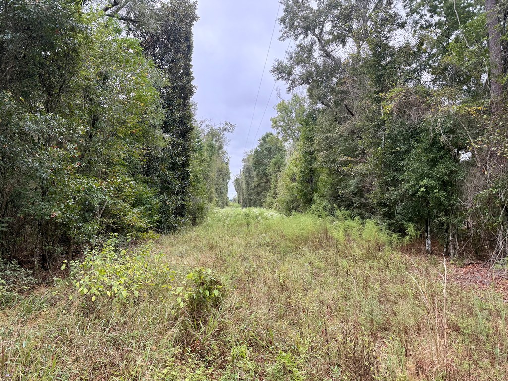 24-acres Mt Zion Road Gordon, AL 36343 - Photo 9 of 13