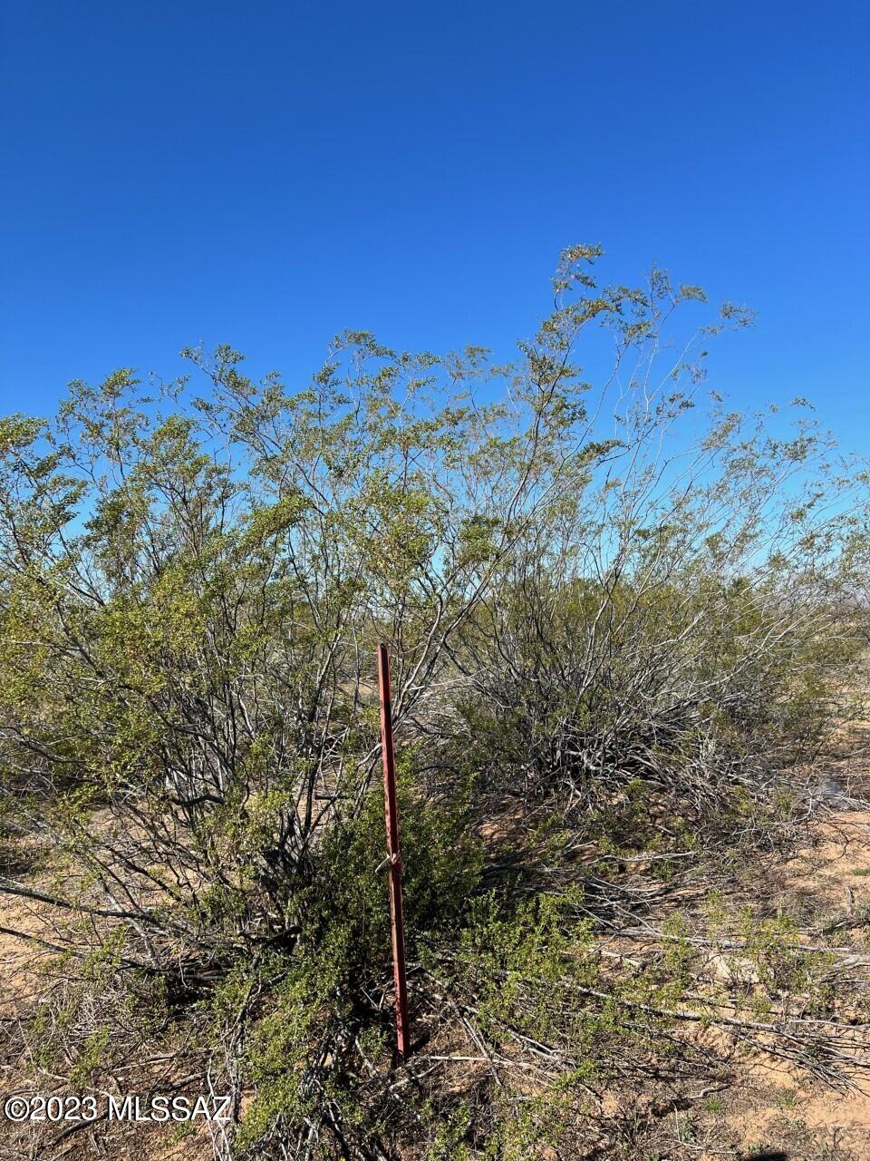 Tbd Tbd Cherry Blossom Road Marana, AZ 85653 - Photo 7 of 9 Scrub Brush Property Line