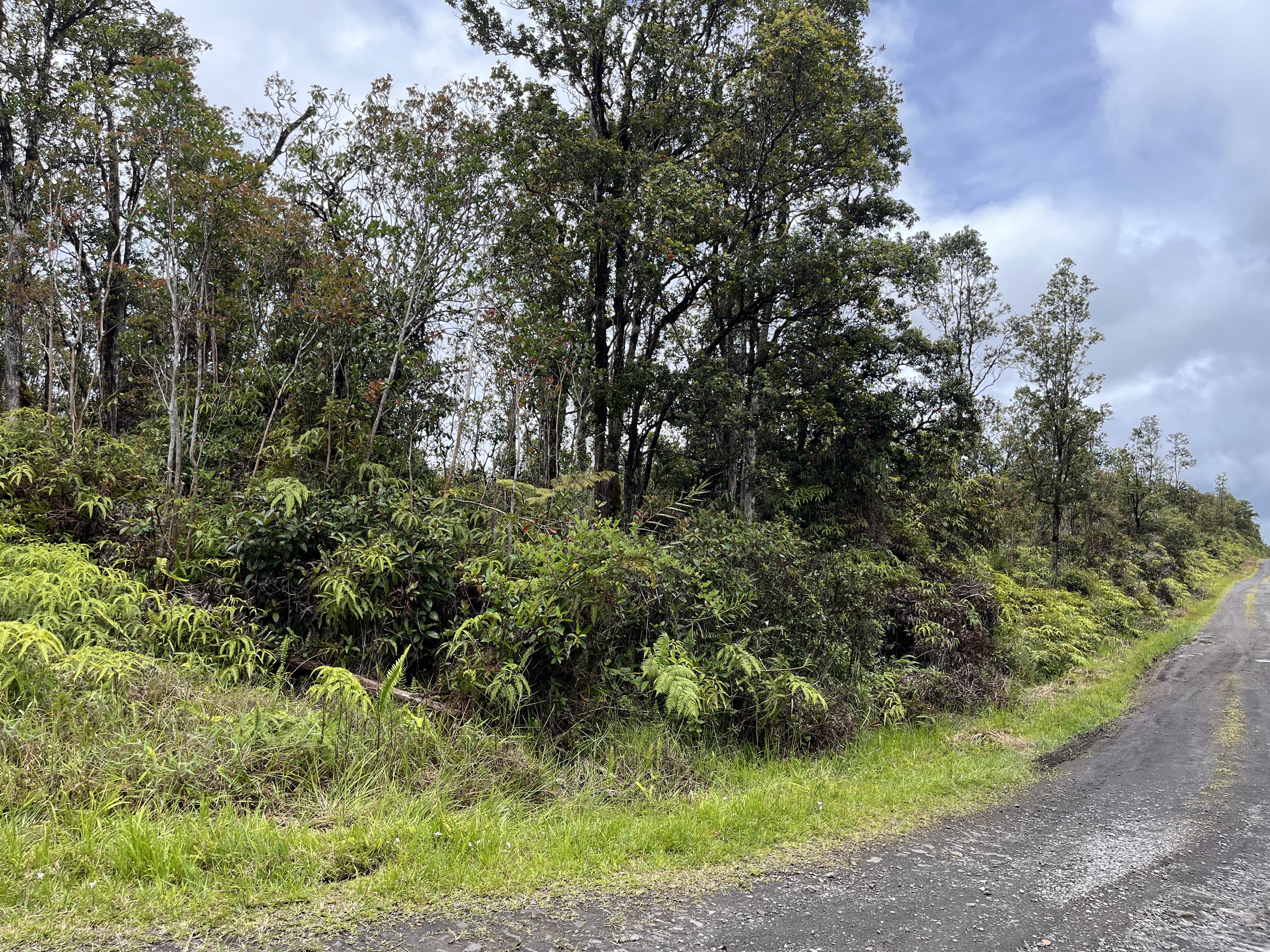 46 Ala Naulani Road Mountain View, HI 96771 - Photo 4 of 13 a big yard with lots of green space and plants