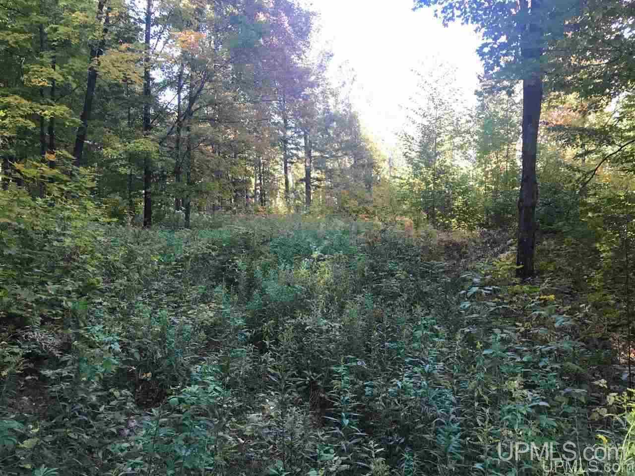 Tbd Ford River Road Arnold, MI 49831 - Photo 6 of 22