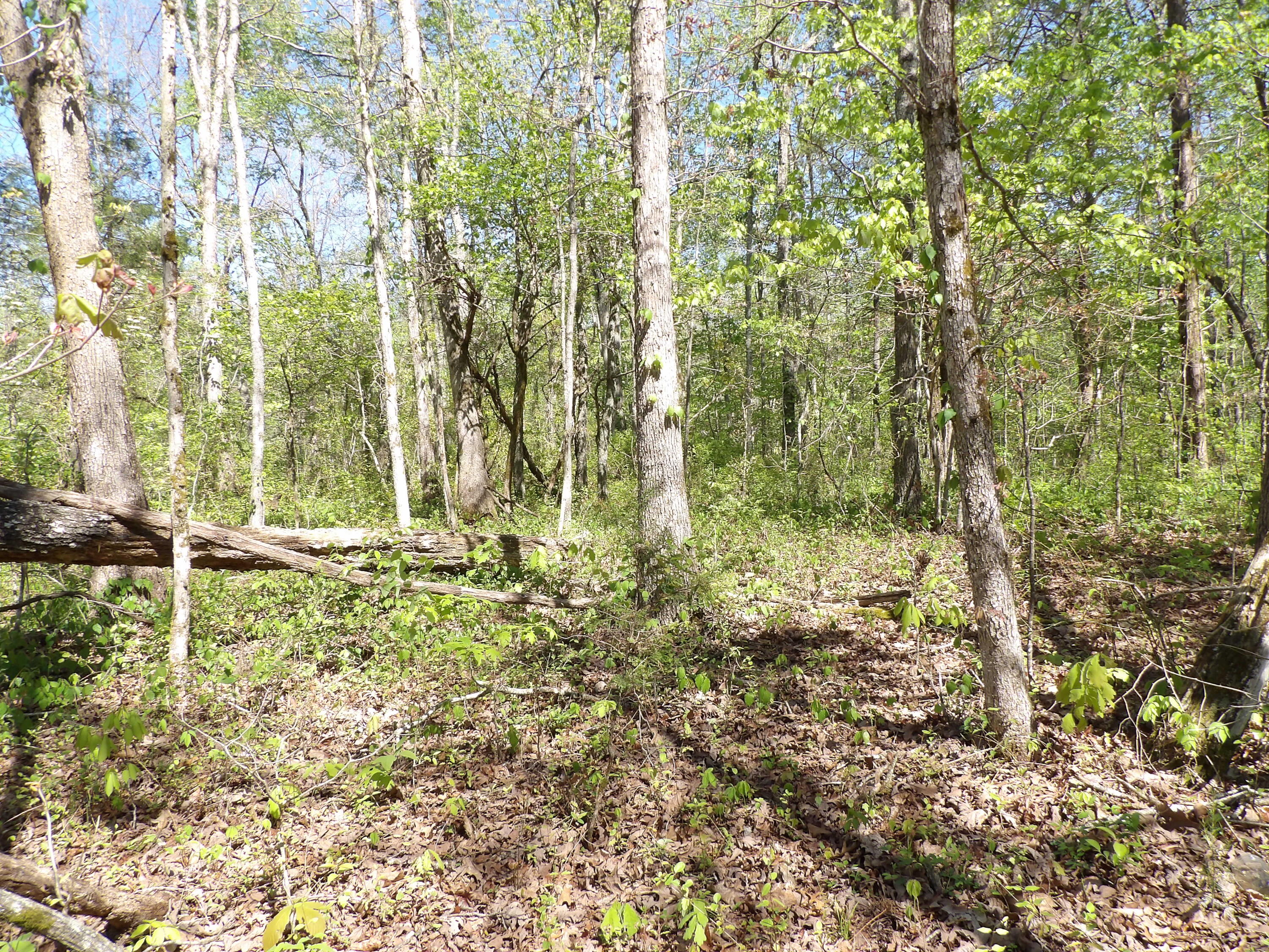 2 Cyrus Daniels Road, Unit 2 Pikeville, TN 37367 - Photo 11 of 54 100_2485