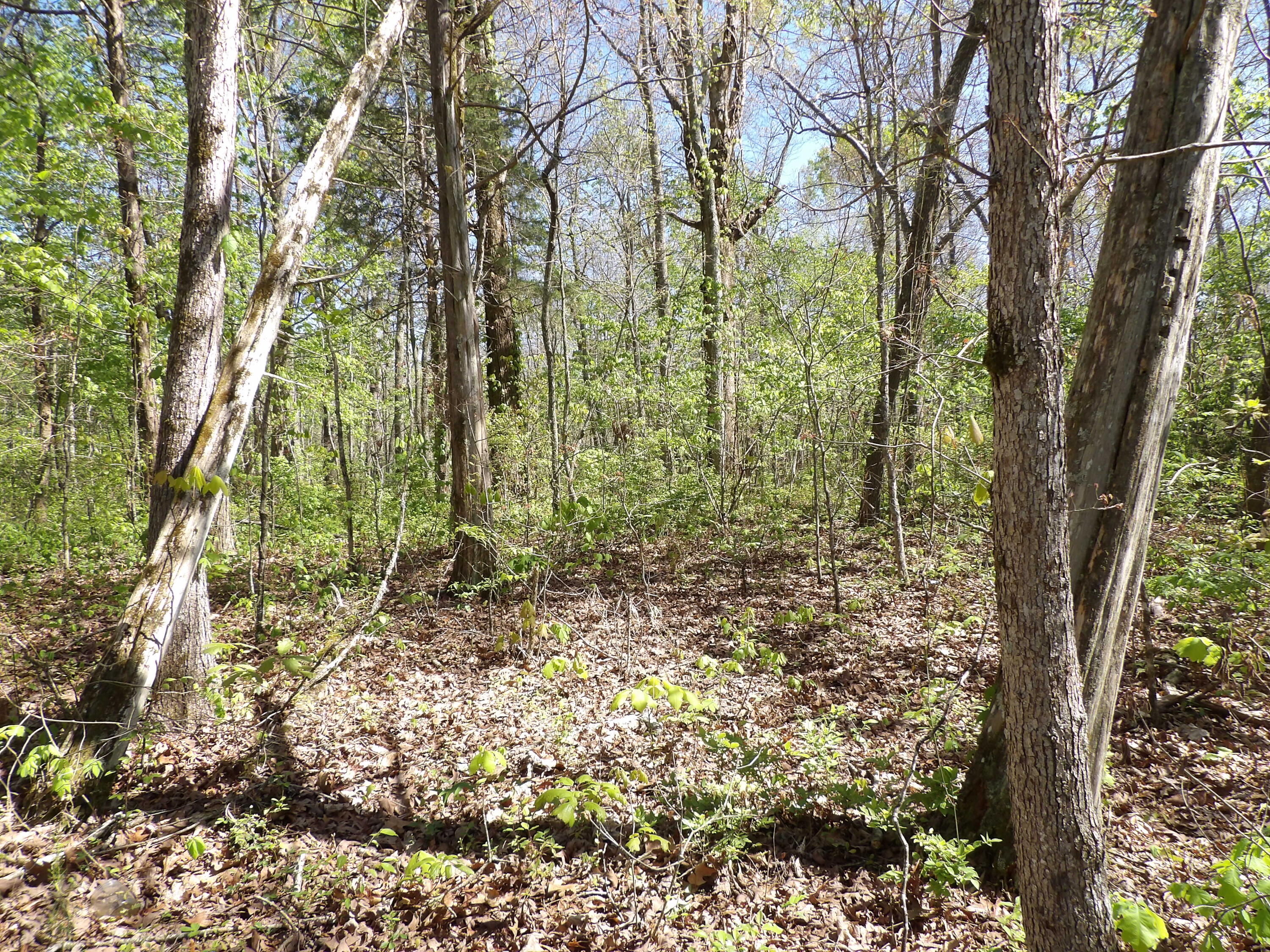 2 Cyrus Daniels Road, Unit 2 Pikeville, TN 37367 - Photo 12 of 54 100_2484