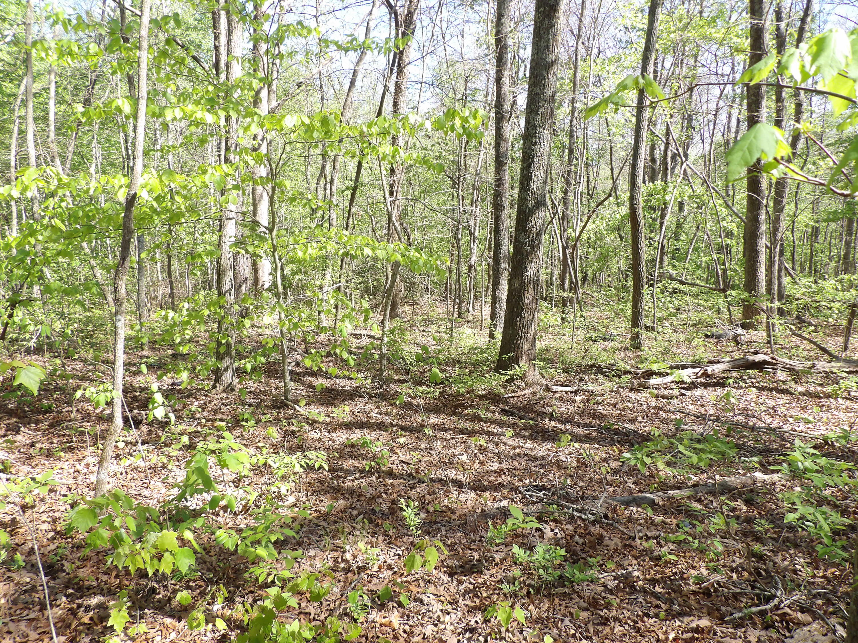 2 Cyrus Daniels Road, Unit 2 Pikeville, TN 37367 - Photo 13 of 54 100_2490