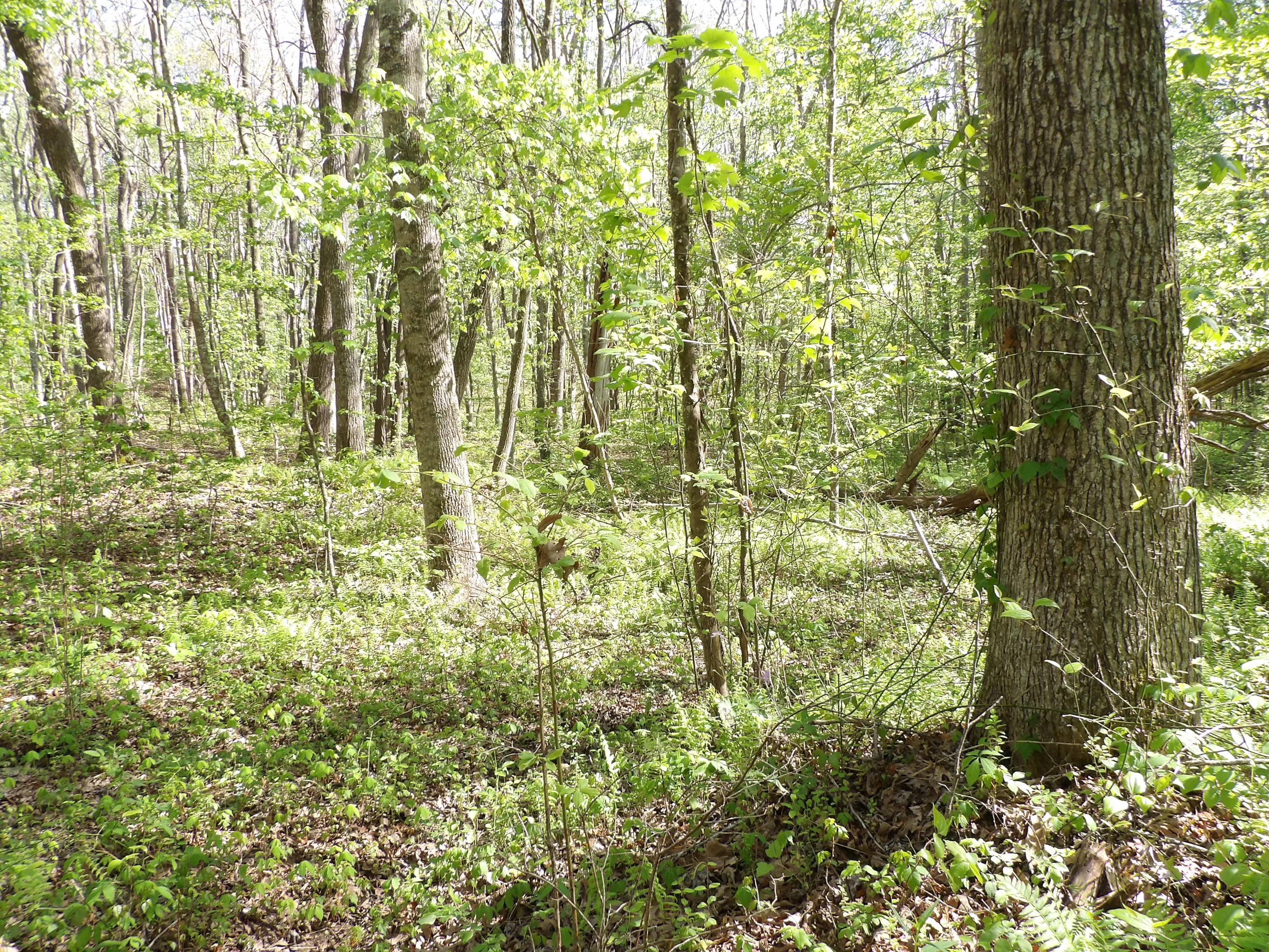 2 Cyrus Daniels Road, Unit 2 Pikeville, TN 37367 - Photo 16 of 54 100_2538