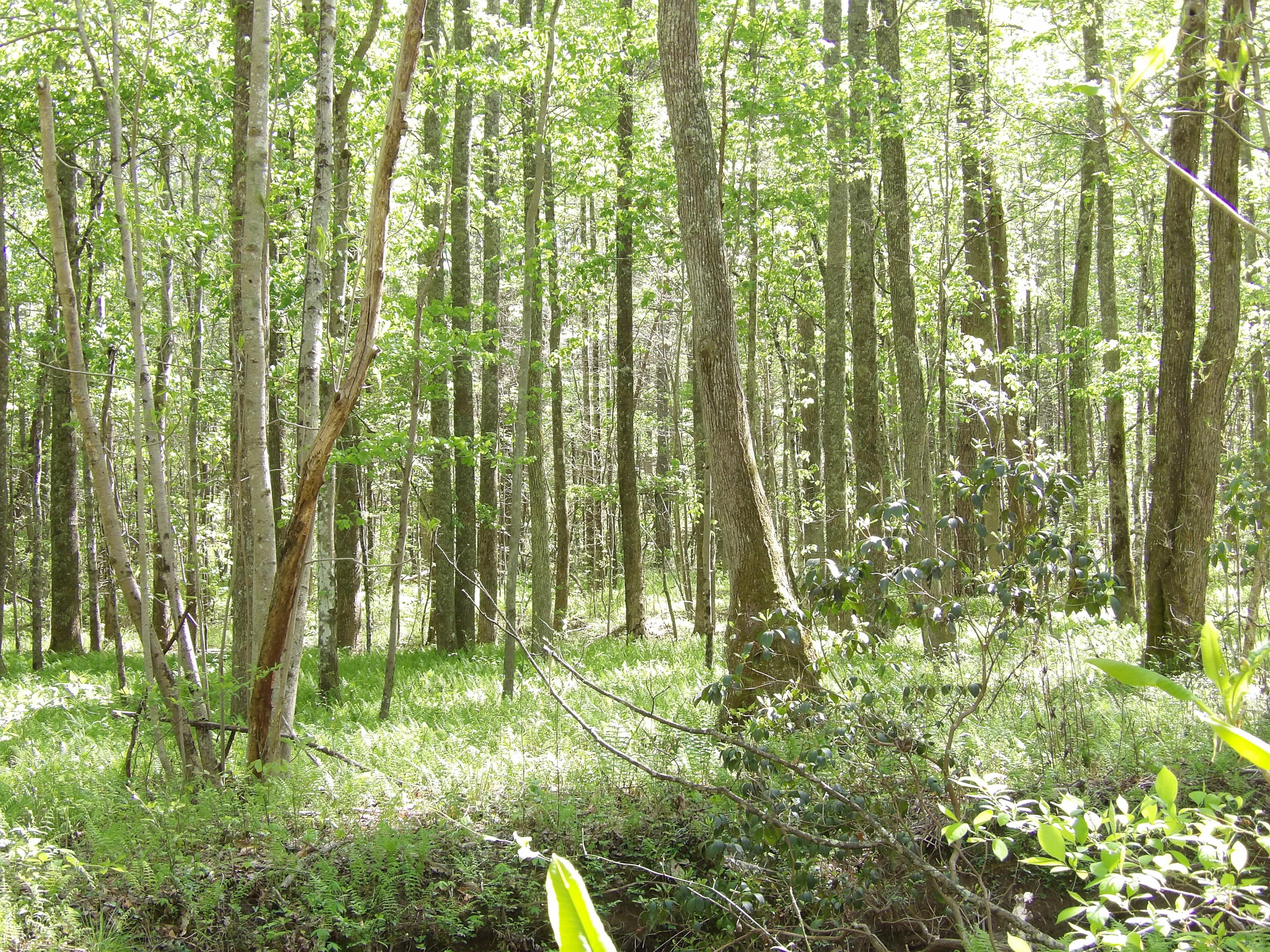 2 Cyrus Daniels Road, Unit 2 Pikeville, TN 37367 - Photo 17 of 54 100_2516