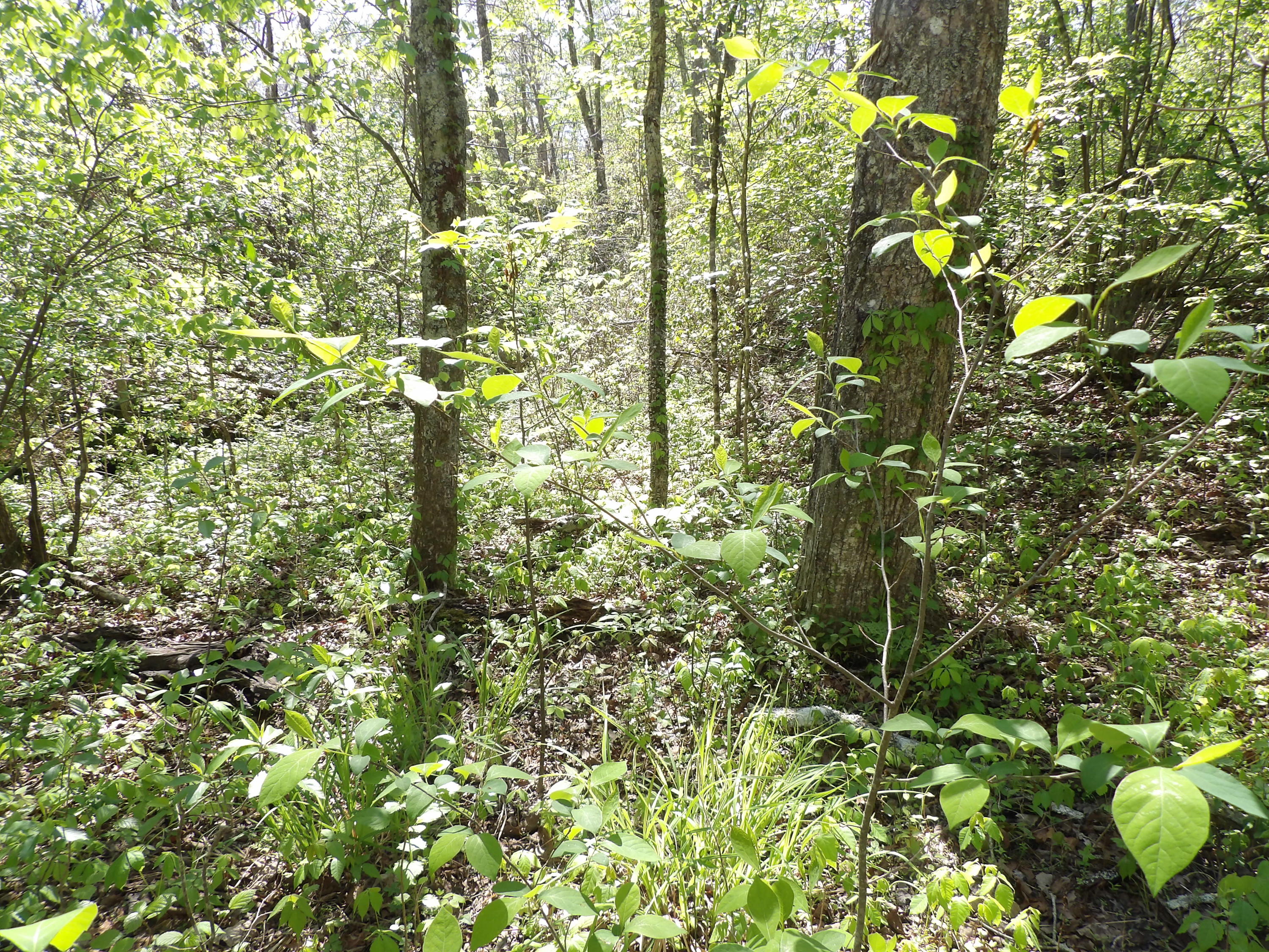 2 Cyrus Daniels Road, Unit 2 Pikeville, TN 37367 - Photo 18 of 54 100_2477
