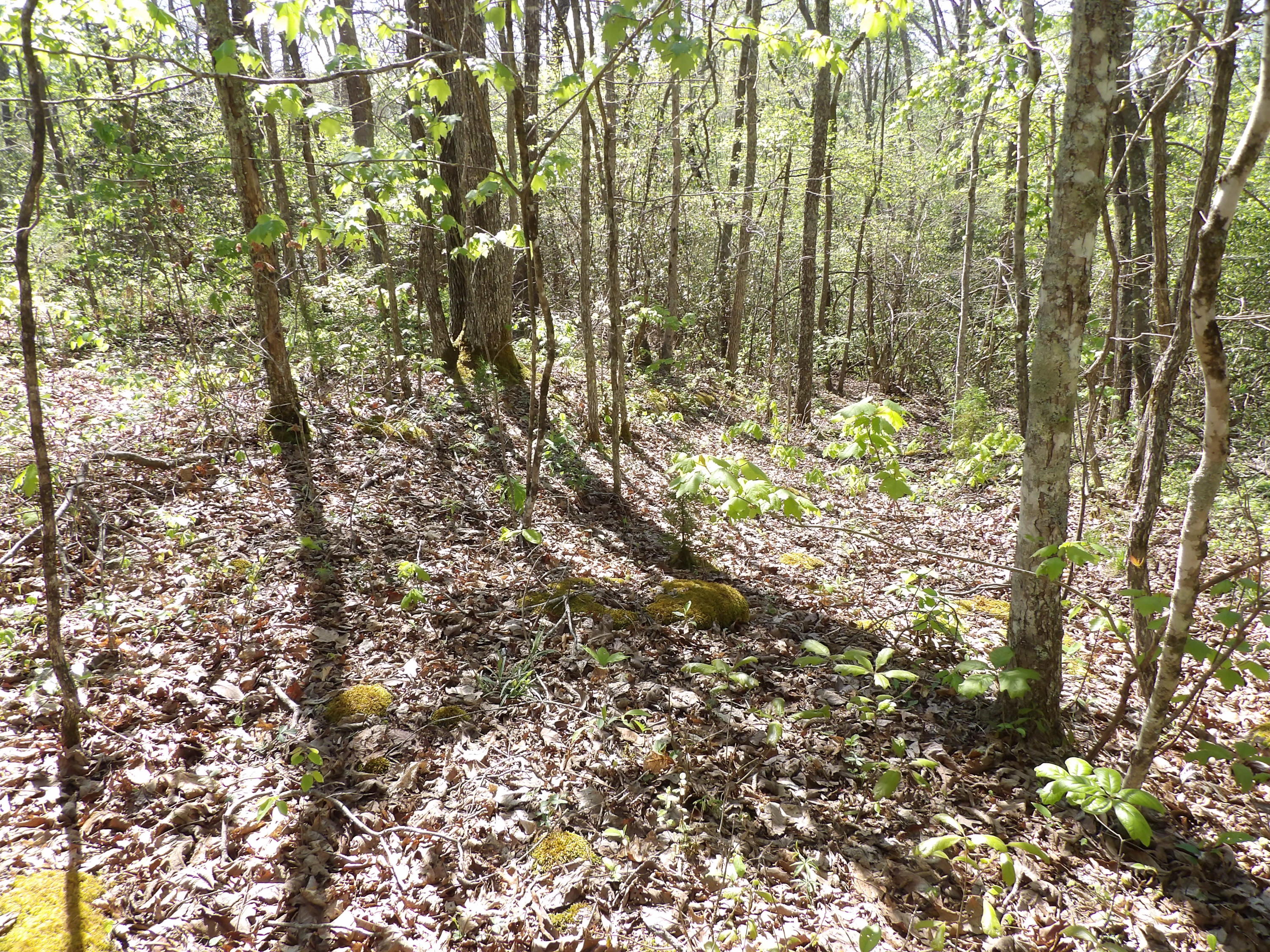 2 Cyrus Daniels Road, Unit 2 Pikeville, TN 37367 - Photo 19 of 54 100_2482