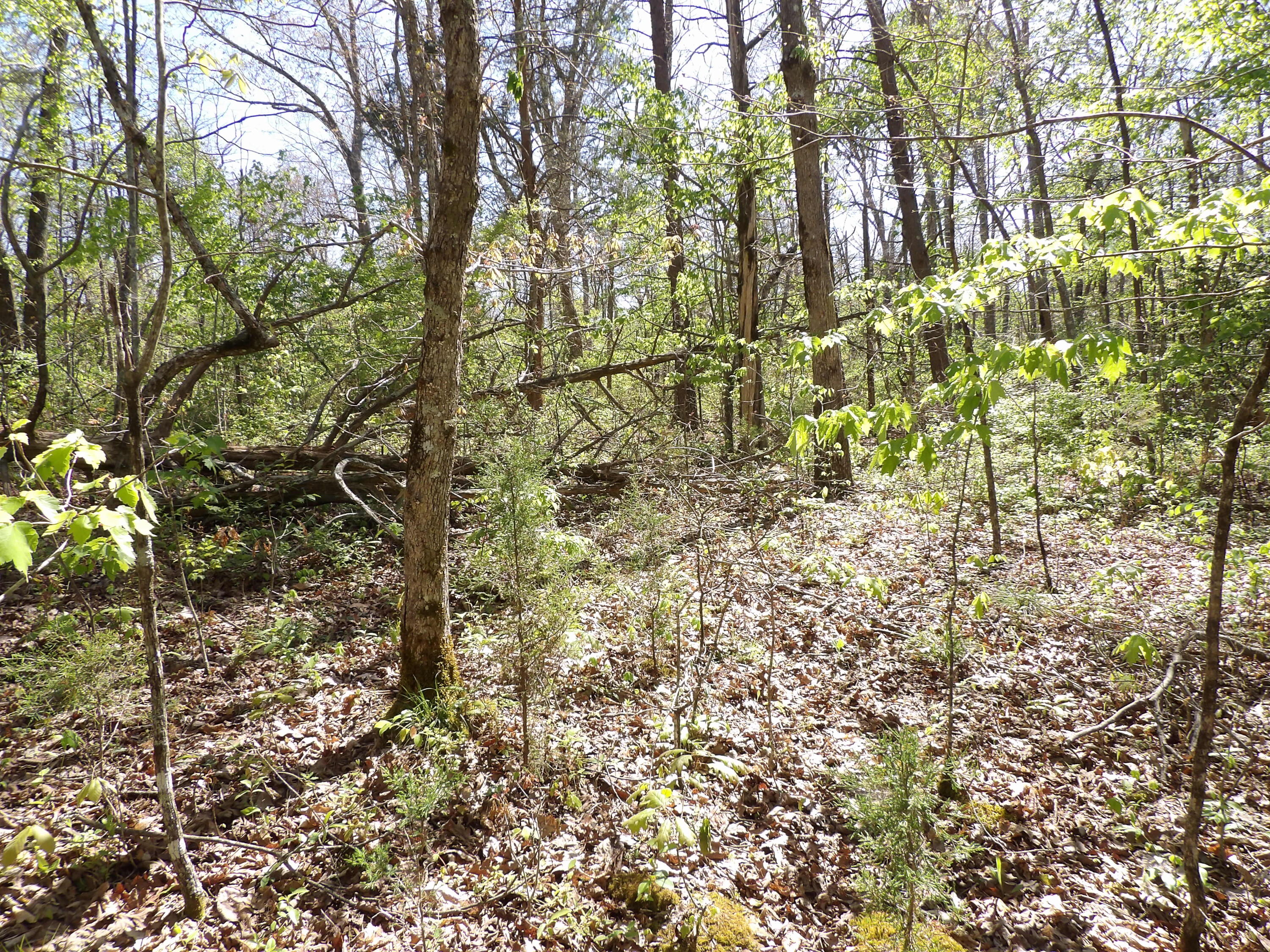 2 Cyrus Daniels Road, Unit 2 Pikeville, TN 37367 - Photo 20 of 54 100_2483