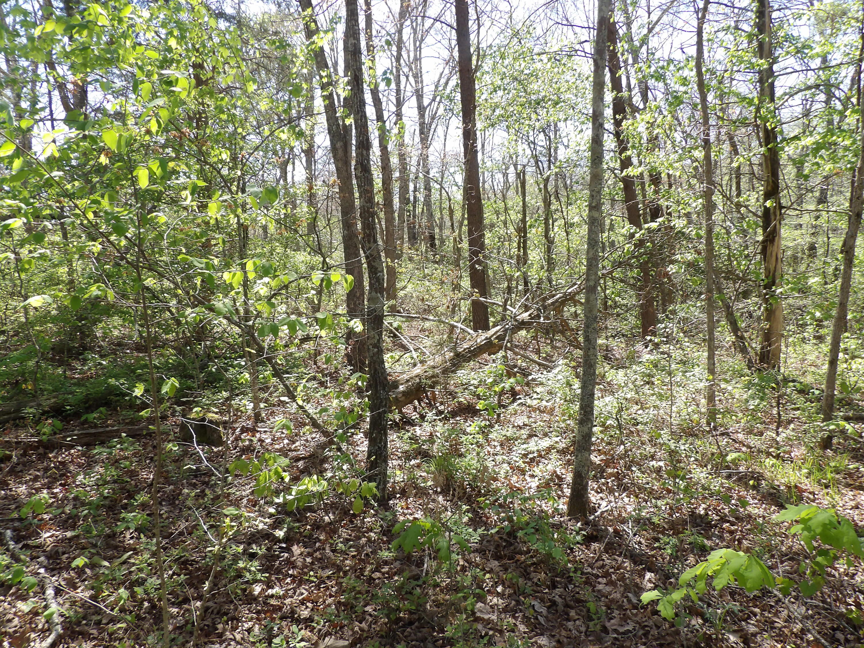2 Cyrus Daniels Road, Unit 2 Pikeville, TN 37367 - Photo 21 of 54 100_2486