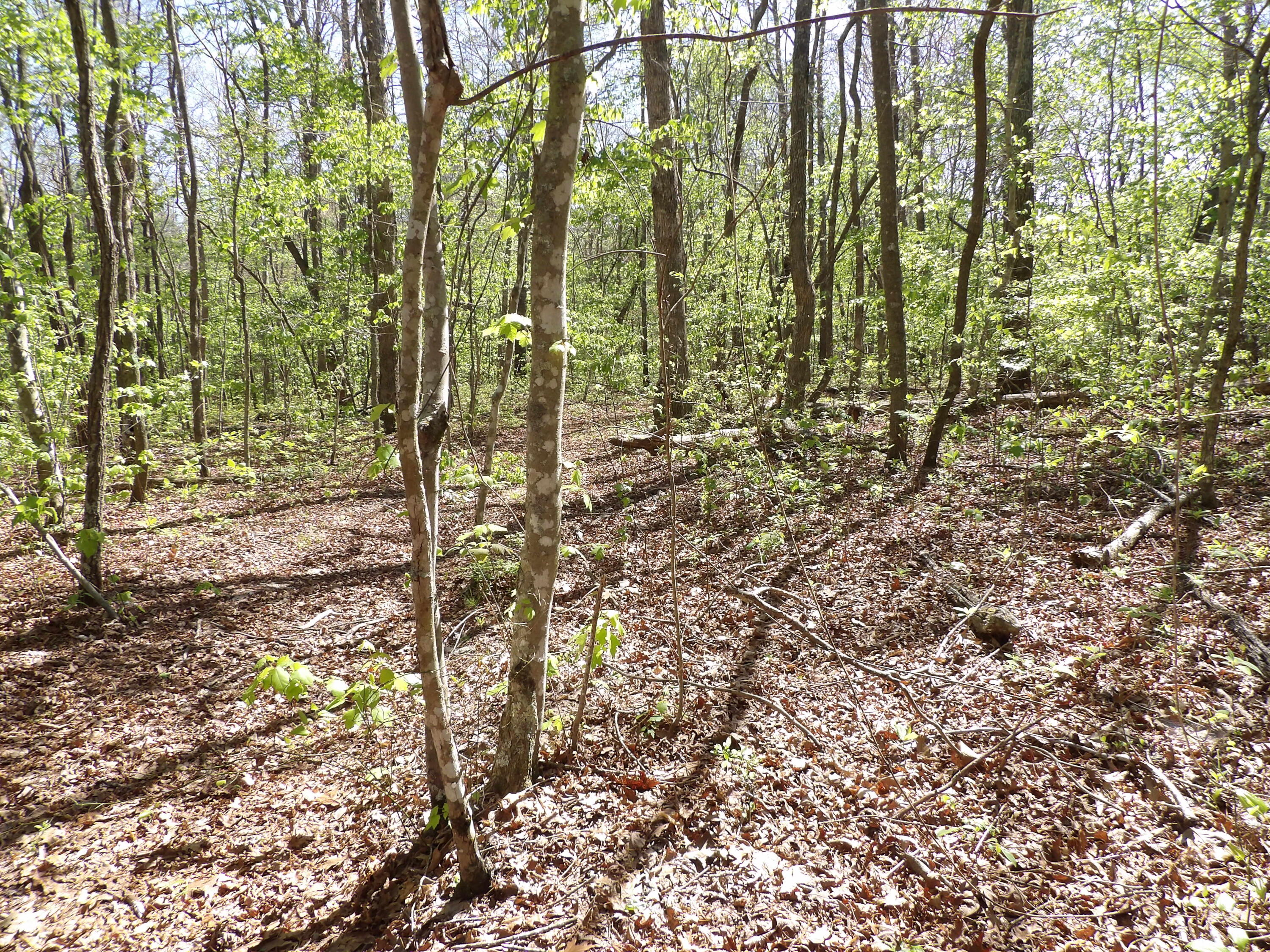 2 Cyrus Daniels Road, Unit 2 Pikeville, TN 37367 - Photo 23 of 54 100_2493