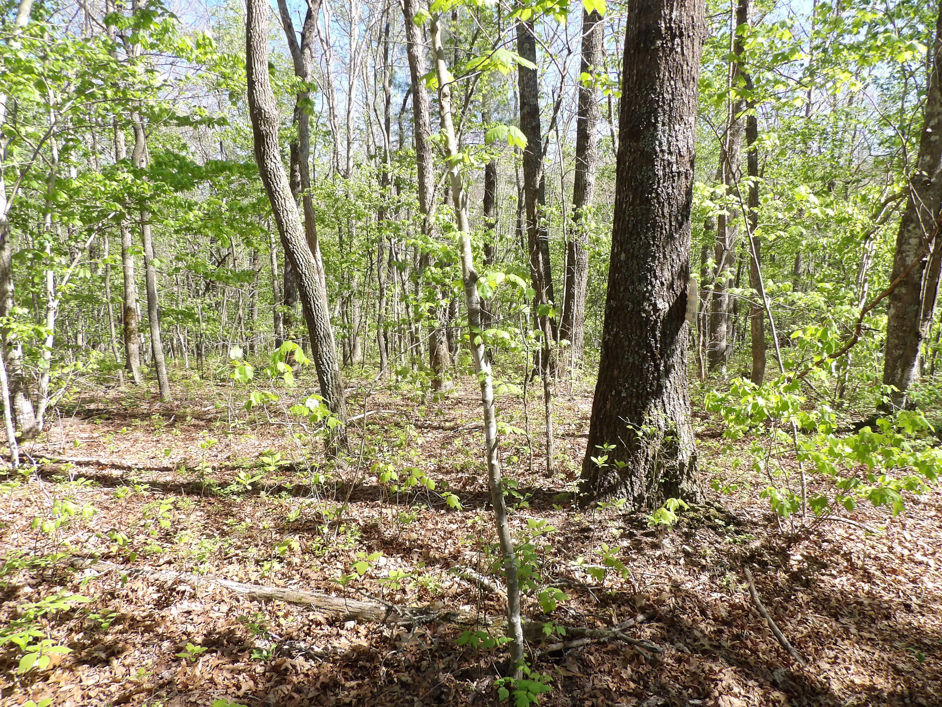 2 Cyrus Daniels Road, Unit 2 Pikeville, TN 37367 - Photo 24 of 54 100_2495
