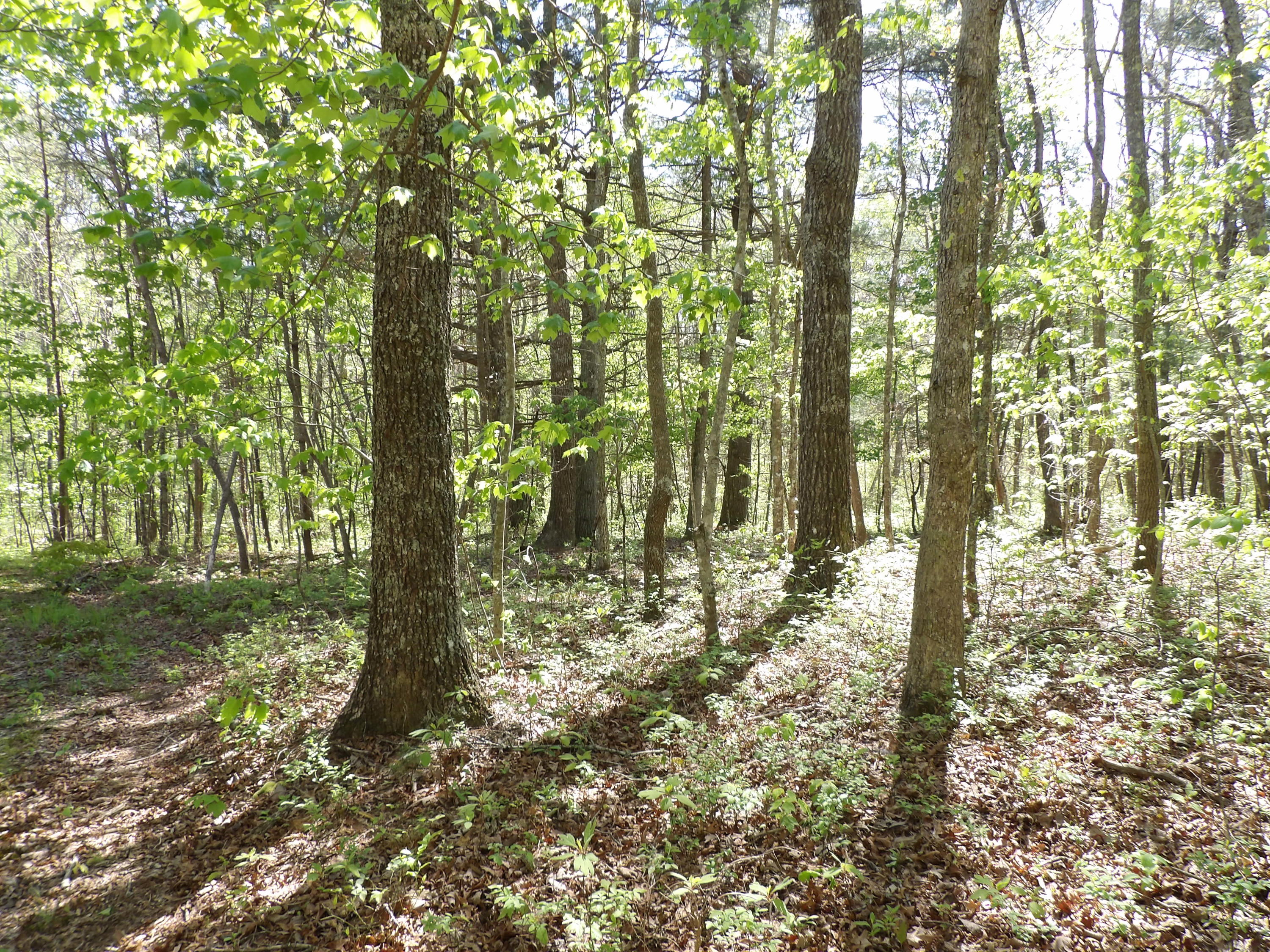 2 Cyrus Daniels Road, Unit 2 Pikeville, TN 37367 - Photo 25 of 54 100_2496