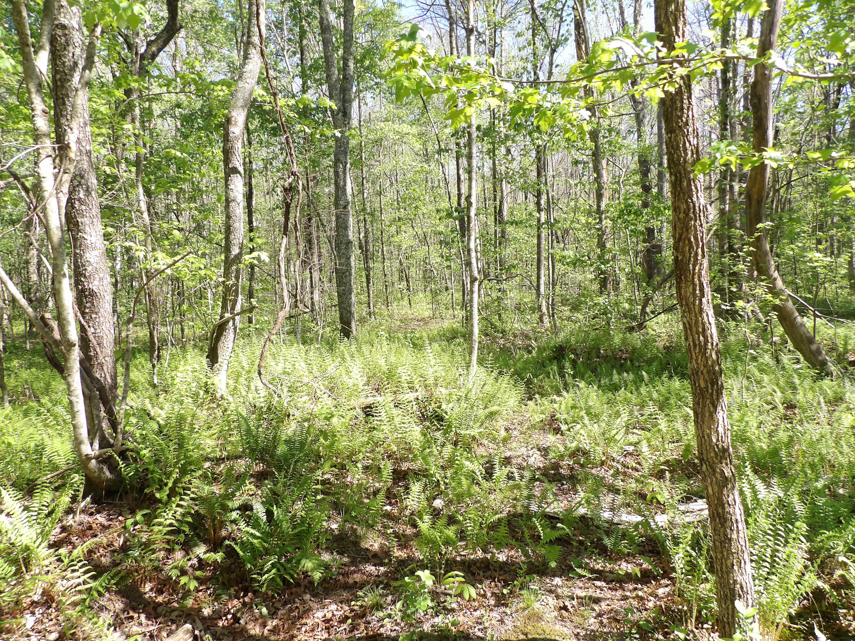 2 Cyrus Daniels Road, Unit 2 Pikeville, TN 37367 - Photo 27 of 54 100_2498
