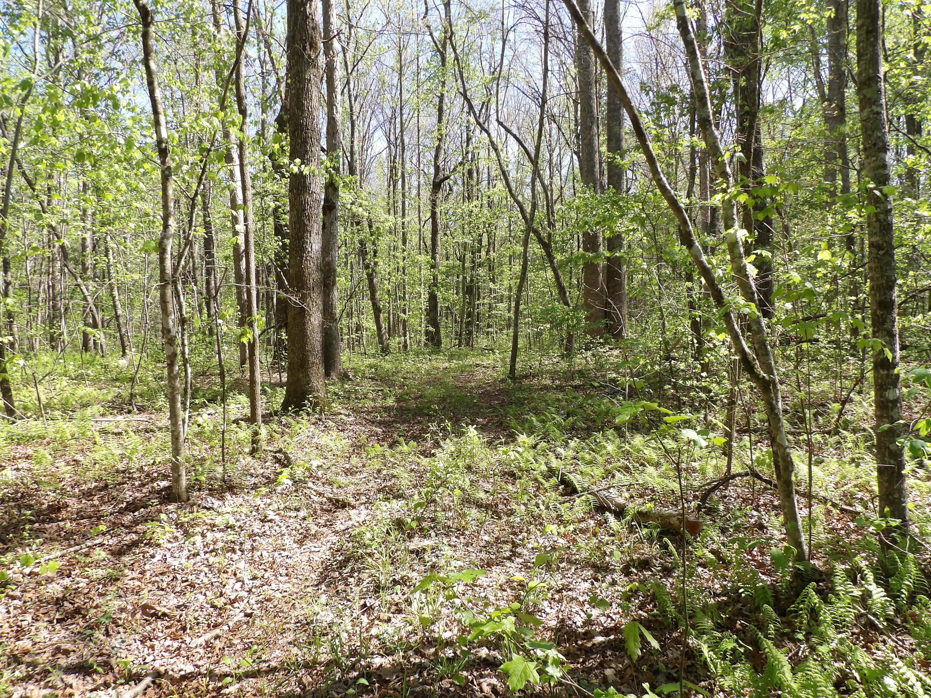 2 Cyrus Daniels Road, Unit 2 Pikeville, TN 37367 - Photo 28 of 54 100_2500