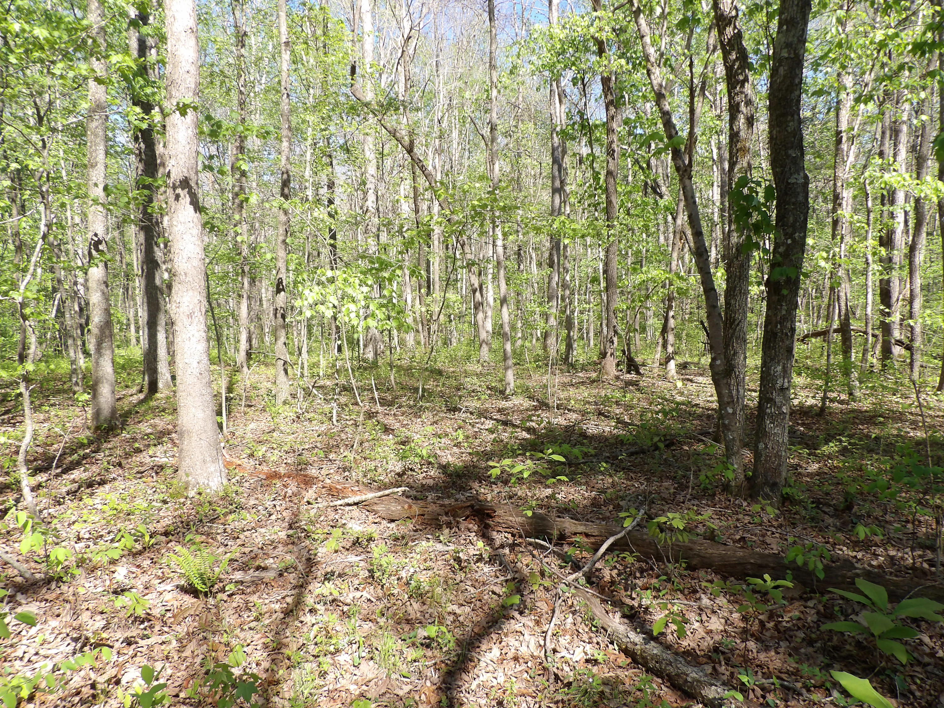 2 Cyrus Daniels Road, Unit 2 Pikeville, TN 37367 - Photo 29 of 54 100_2503