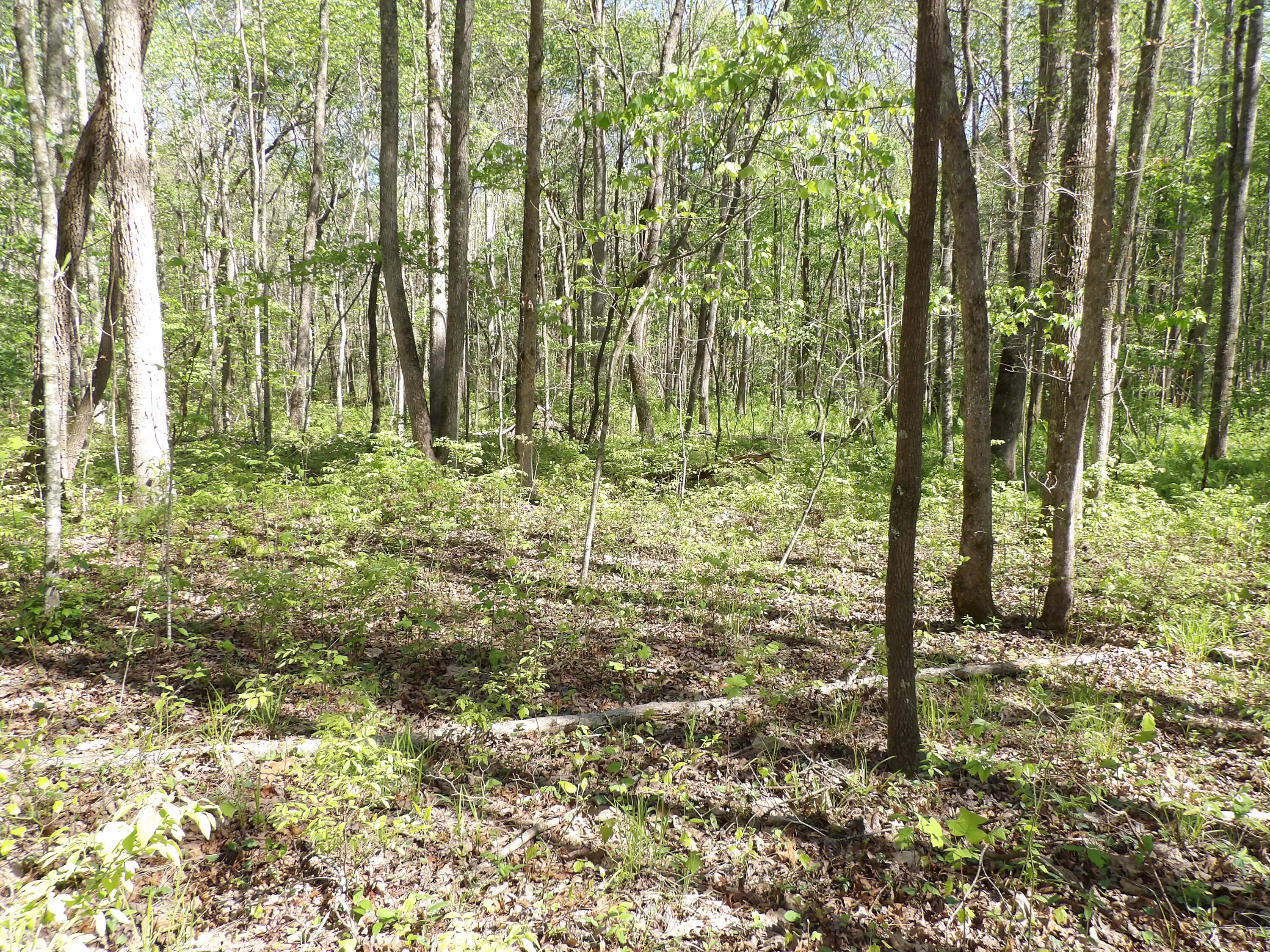 2 Cyrus Daniels Road, Unit 2 Pikeville, TN 37367 - Photo 31 of 54 100_2505