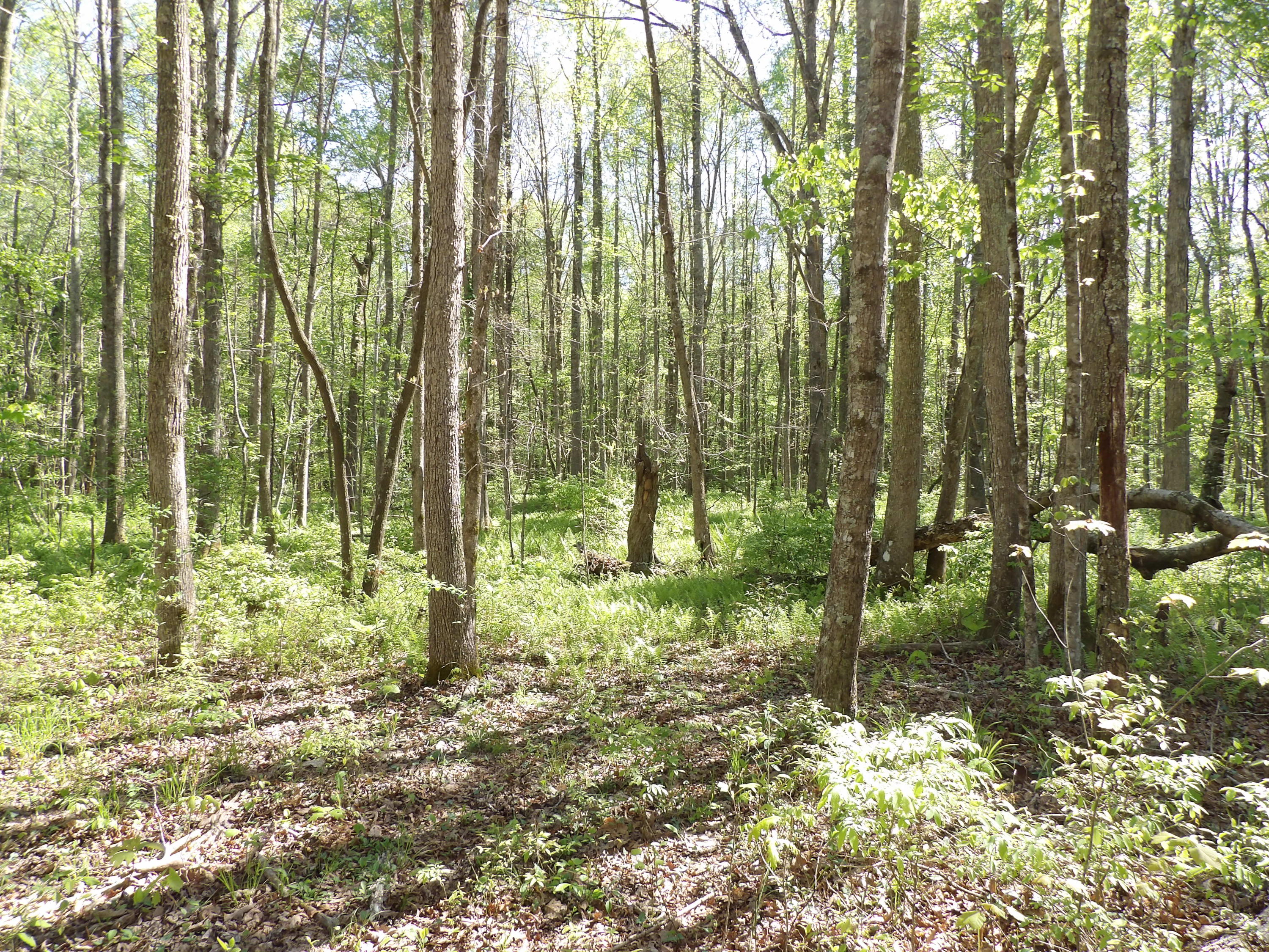2 Cyrus Daniels Road, Unit 2 Pikeville, TN 37367 - Photo 32 of 54 100_2506