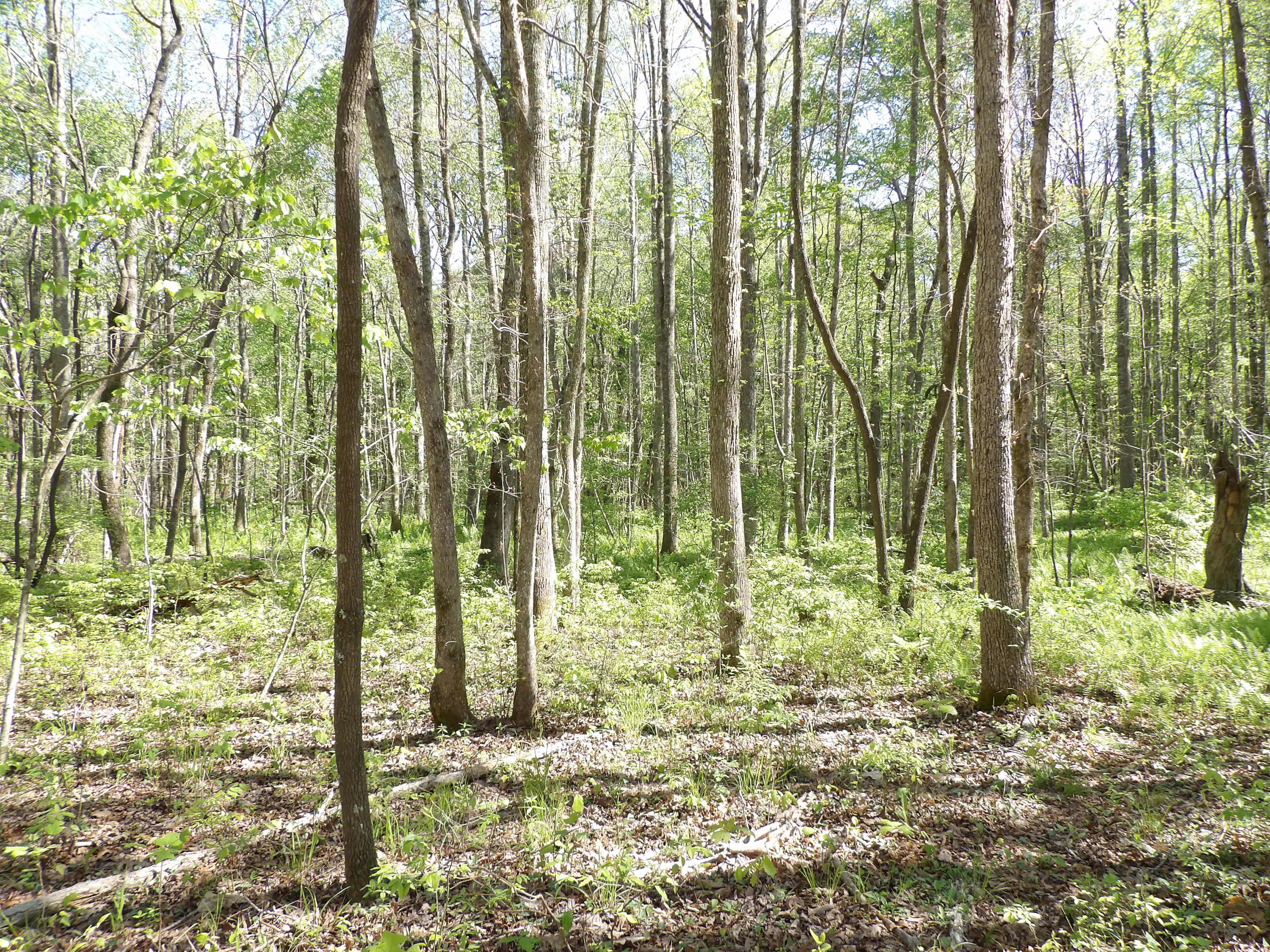 2 Cyrus Daniels Road, Unit 2 Pikeville, TN 37367 - Photo 33 of 54 100_2507