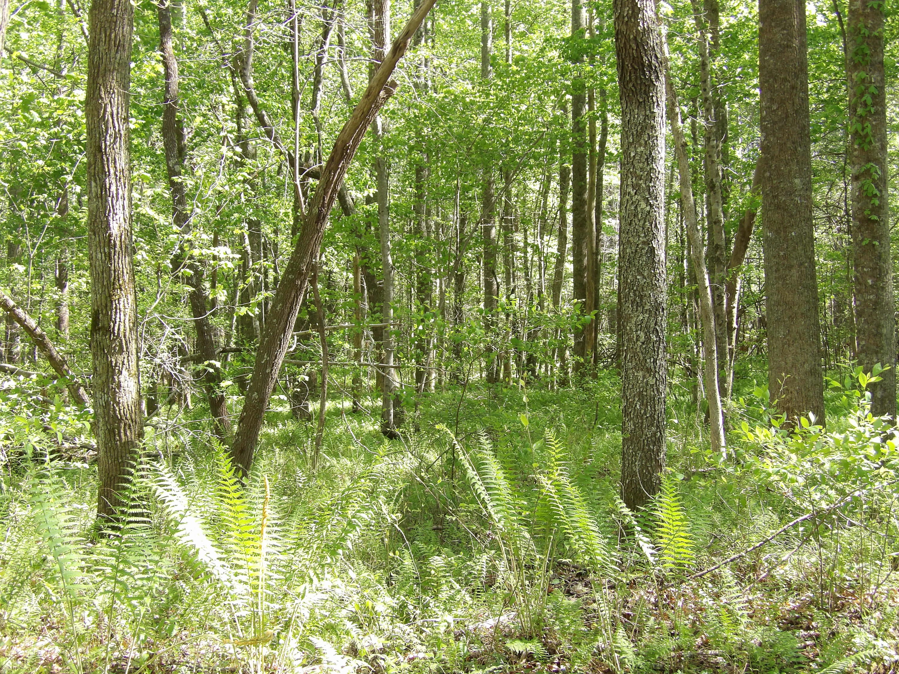 2 Cyrus Daniels Road, Unit 2 Pikeville, TN 37367 - Photo 35 of 54 100_2517