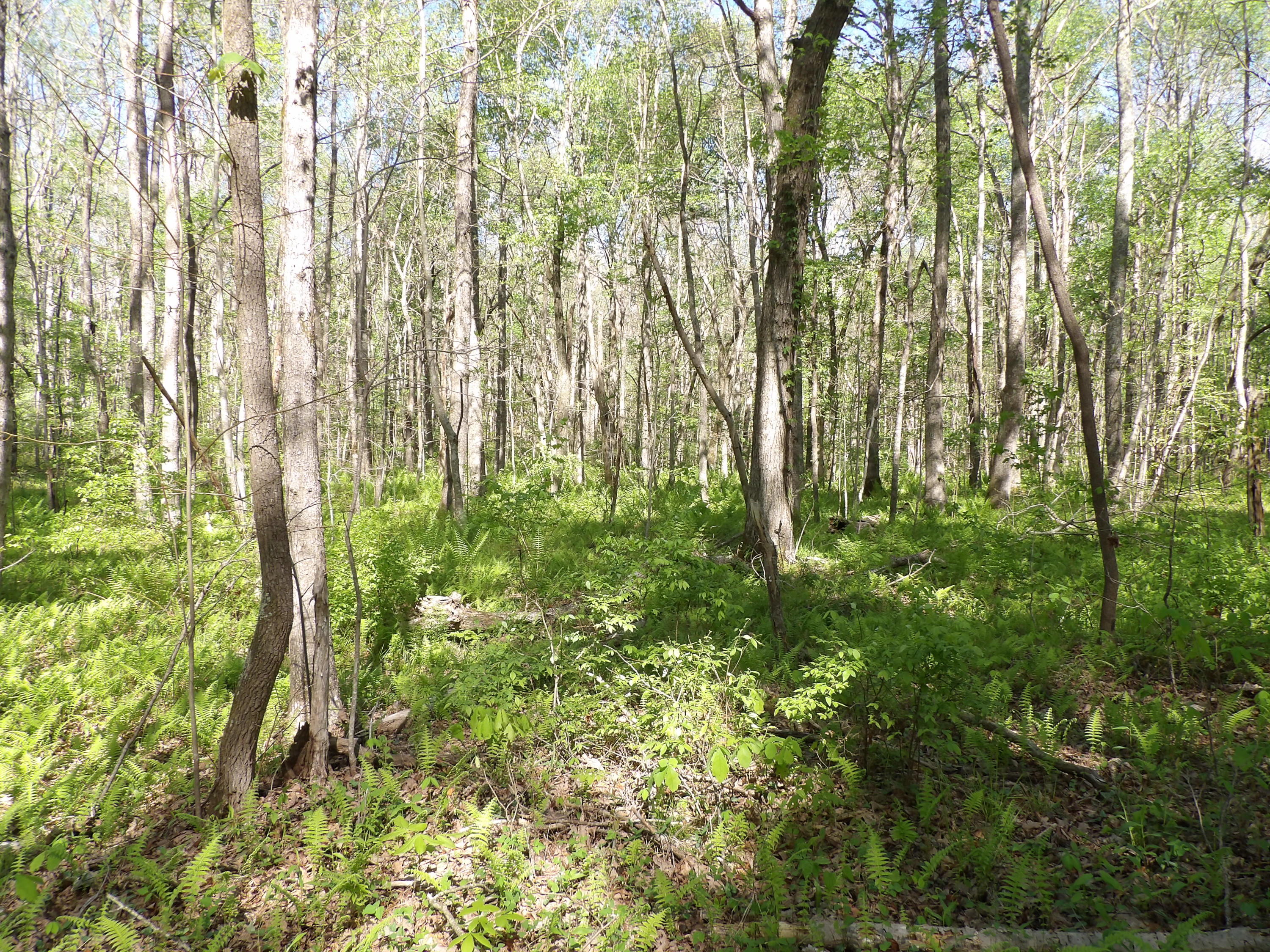 2 Cyrus Daniels Road, Unit 2 Pikeville, TN 37367 - Photo 38 of 54 100_2522