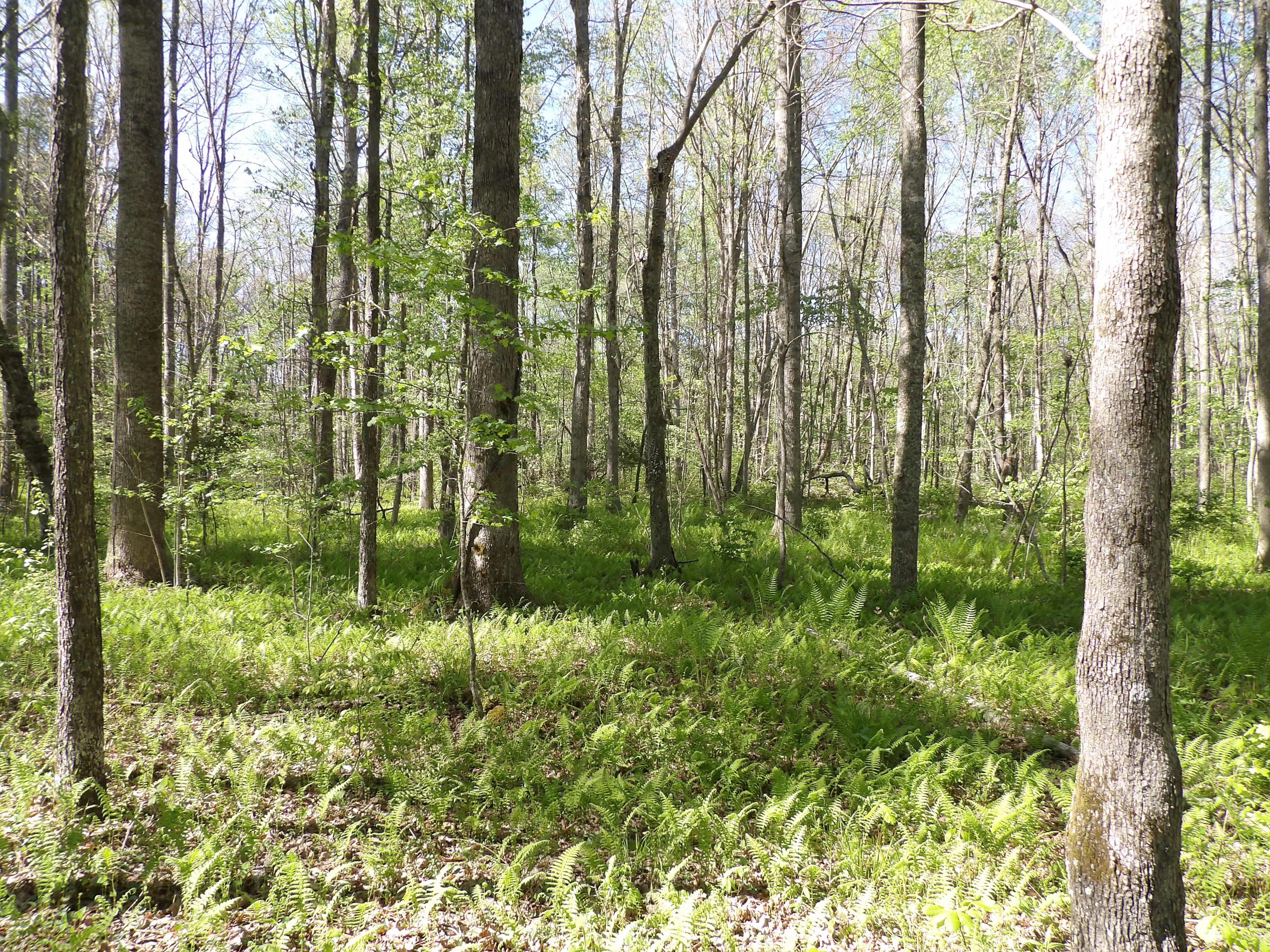 2 Cyrus Daniels Road, Unit 2 Pikeville, TN 37367 - Photo 39 of 54 100_2524