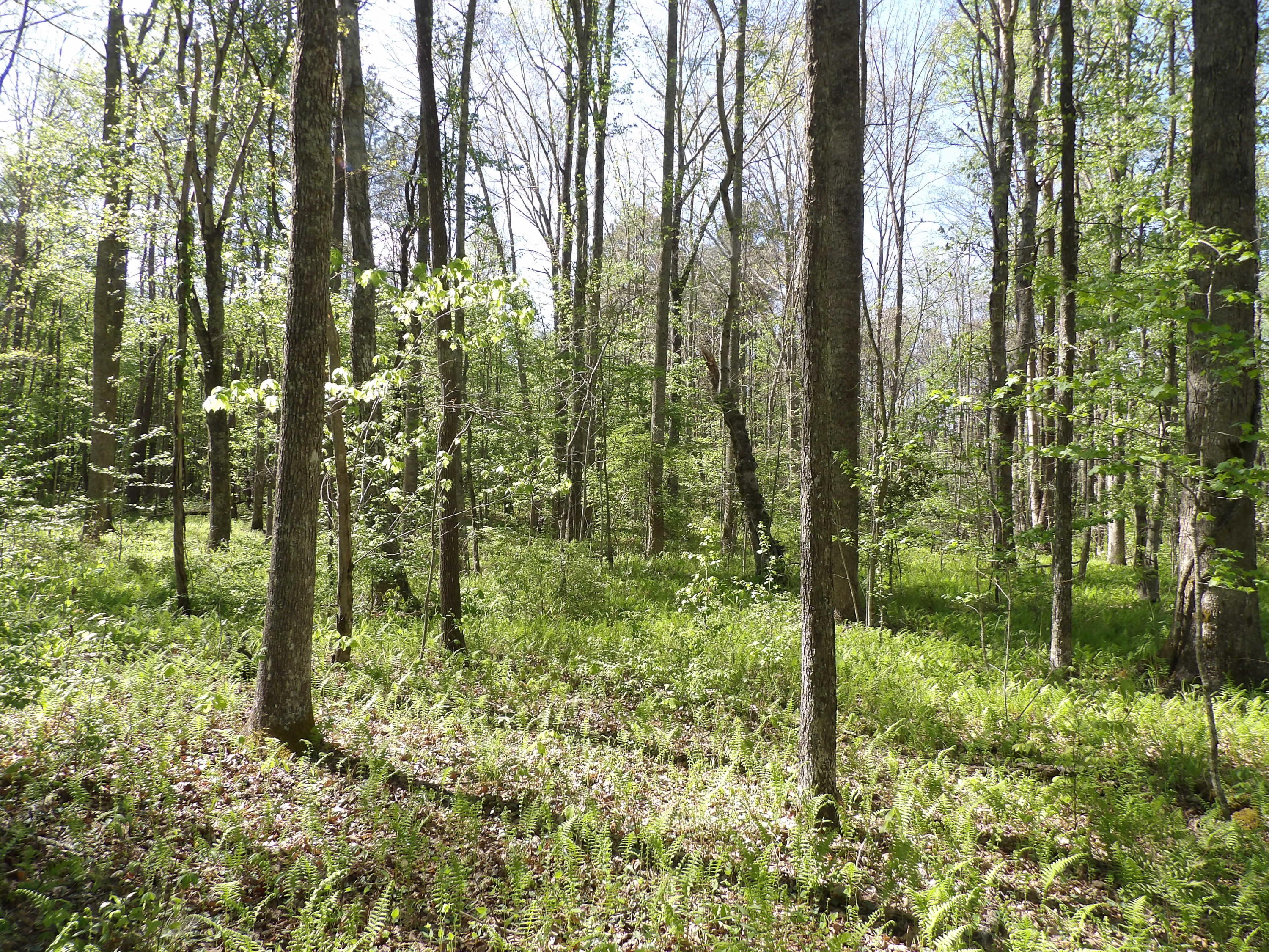 2 Cyrus Daniels Road, Unit 2 Pikeville, TN 37367 - Photo 40 of 54 100_2525